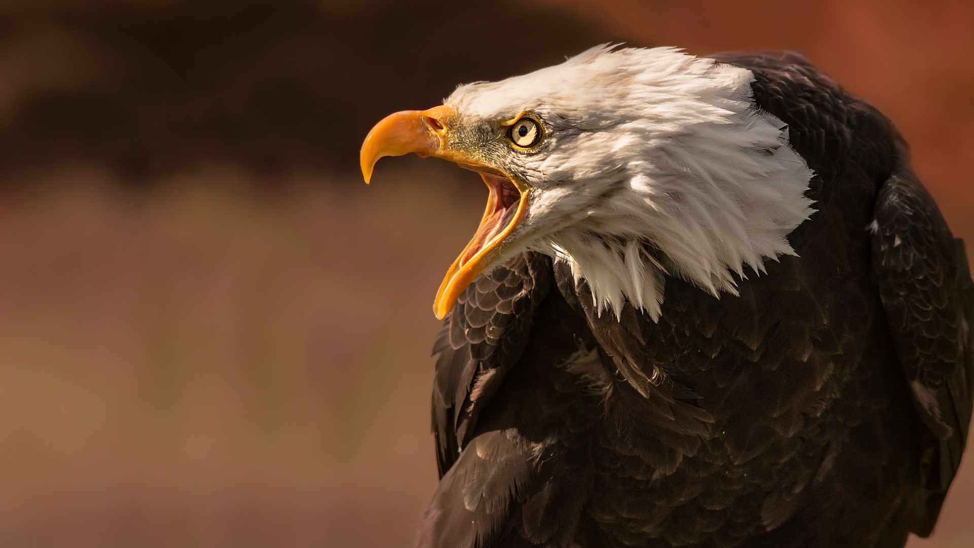 Грозный белоголовый орел с открытым клювом 