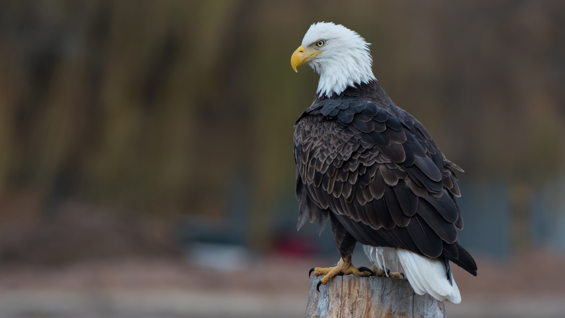 Белоголовый орлан сидит на сухом пне
