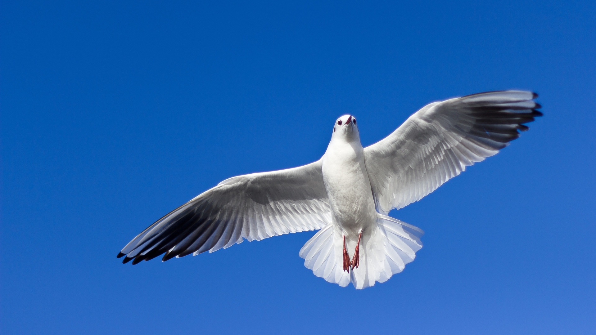 Большая красивая чайка летит в голубом небе