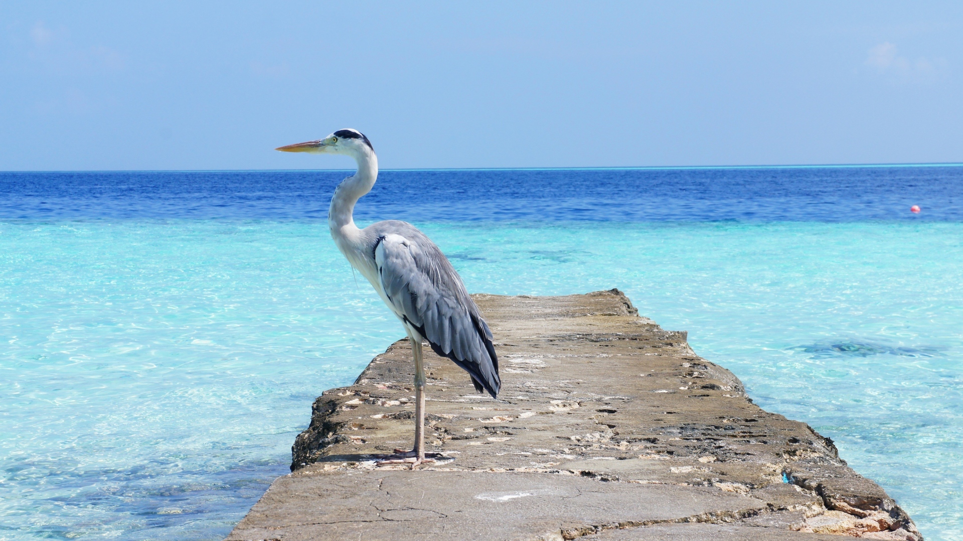 Цапля стоит на каменном мосту на фоне моря