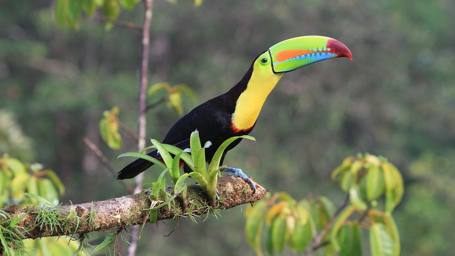 Тукан с длинным клювом сидит на ветке