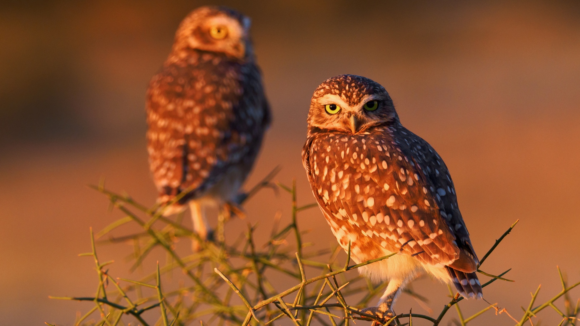 Две большие коричневые совы сидят на ветке 
