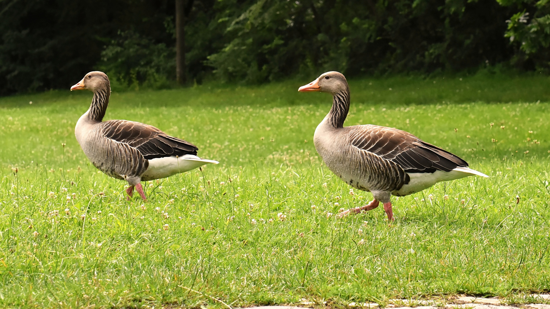Два серых гуся гуляют по зеленой траве