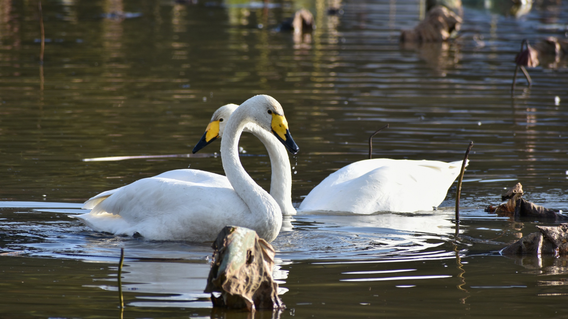 Два белых лебедя плавают в пруду 