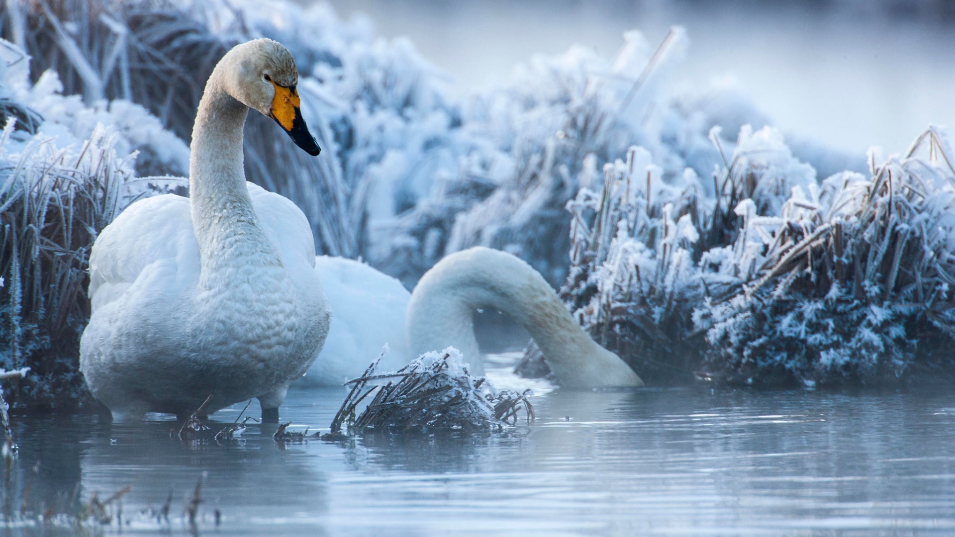 Белые лебеди на озере зимой