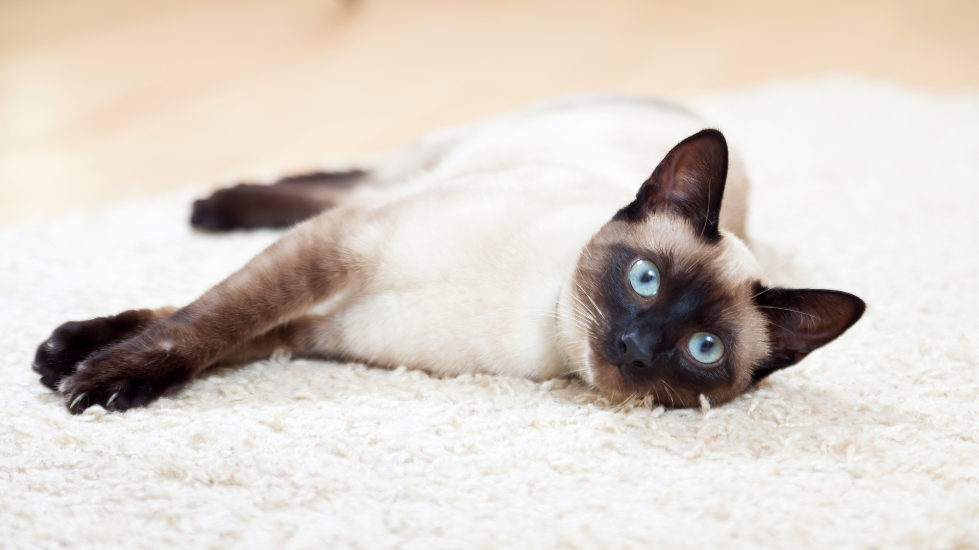 Красивый голубоглазый сиамский кот лежит на полу