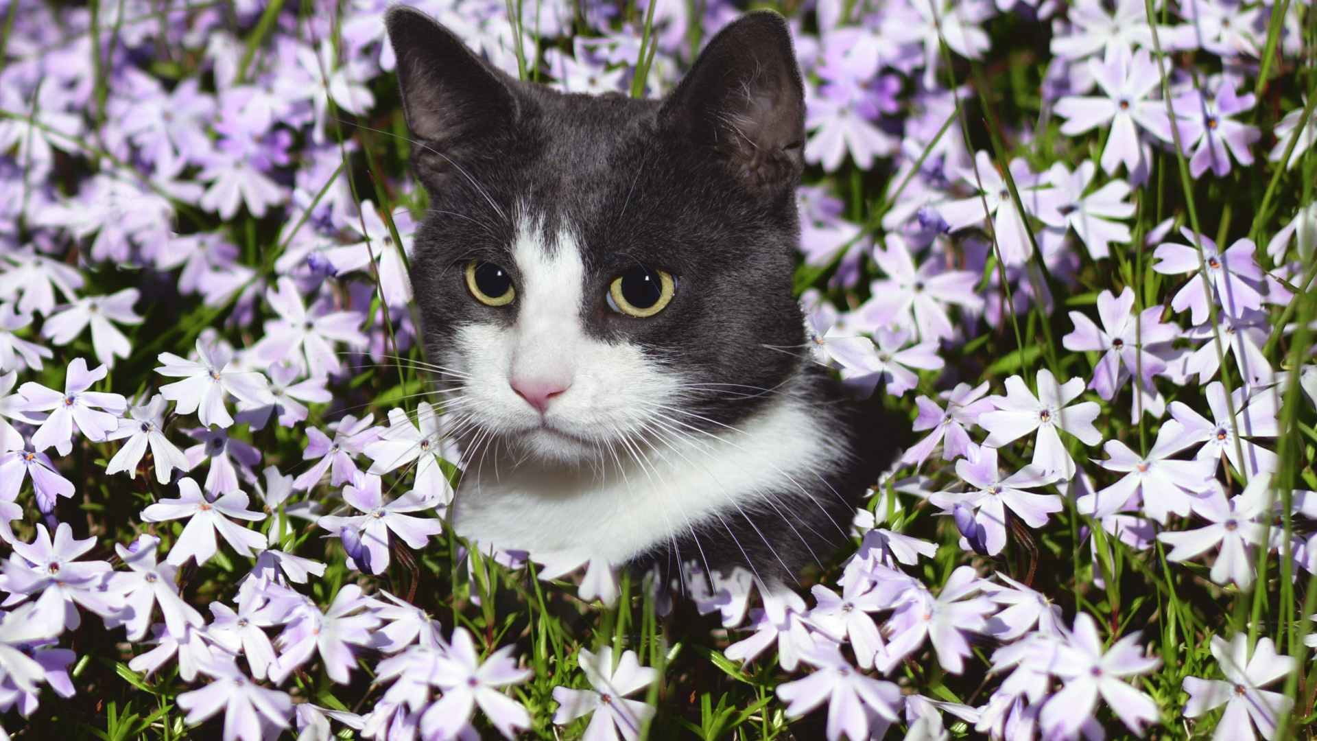 Красивый кот сидит в цветах 