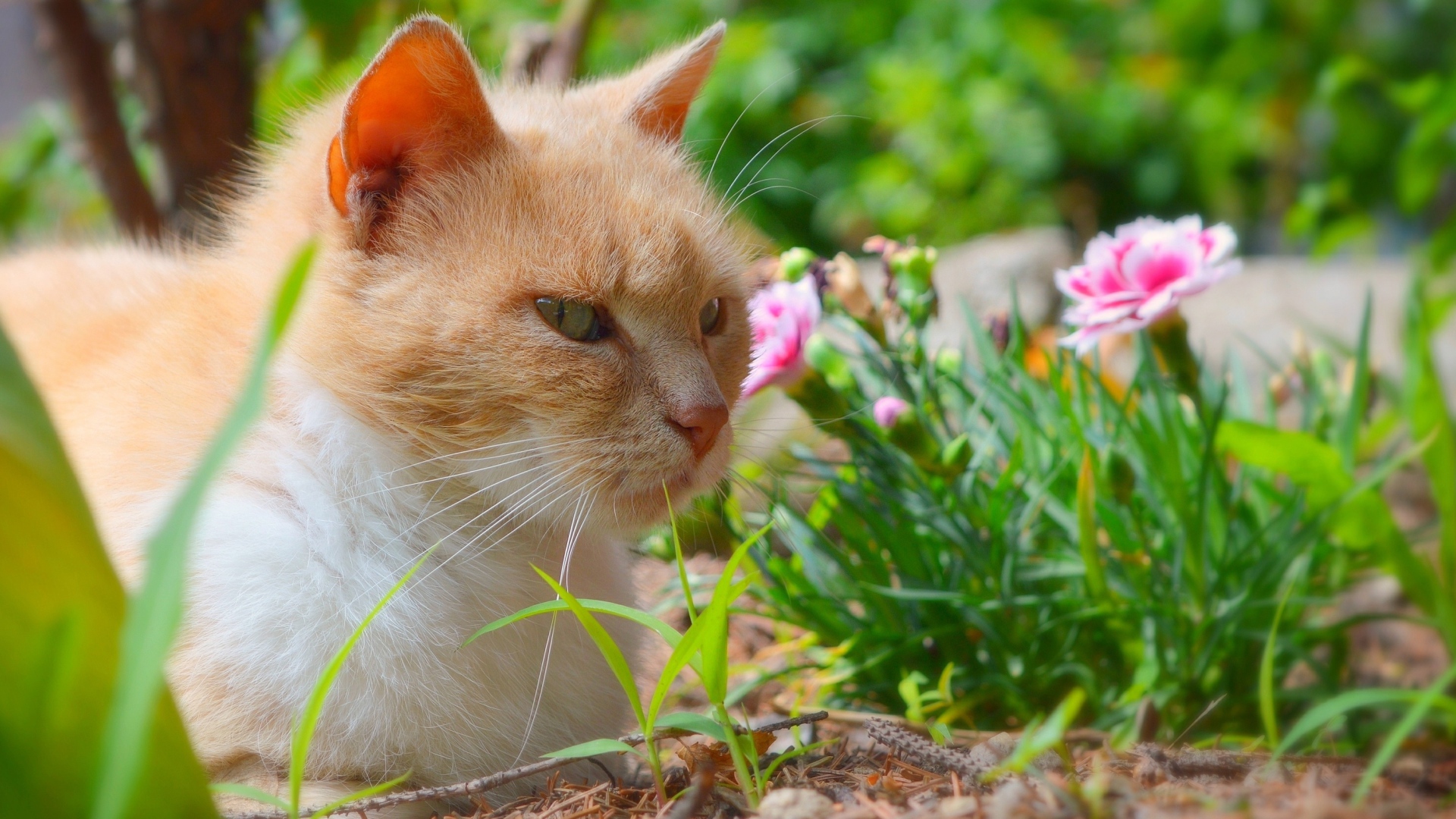 Красивый рыжий кот сидит на фоне цветов