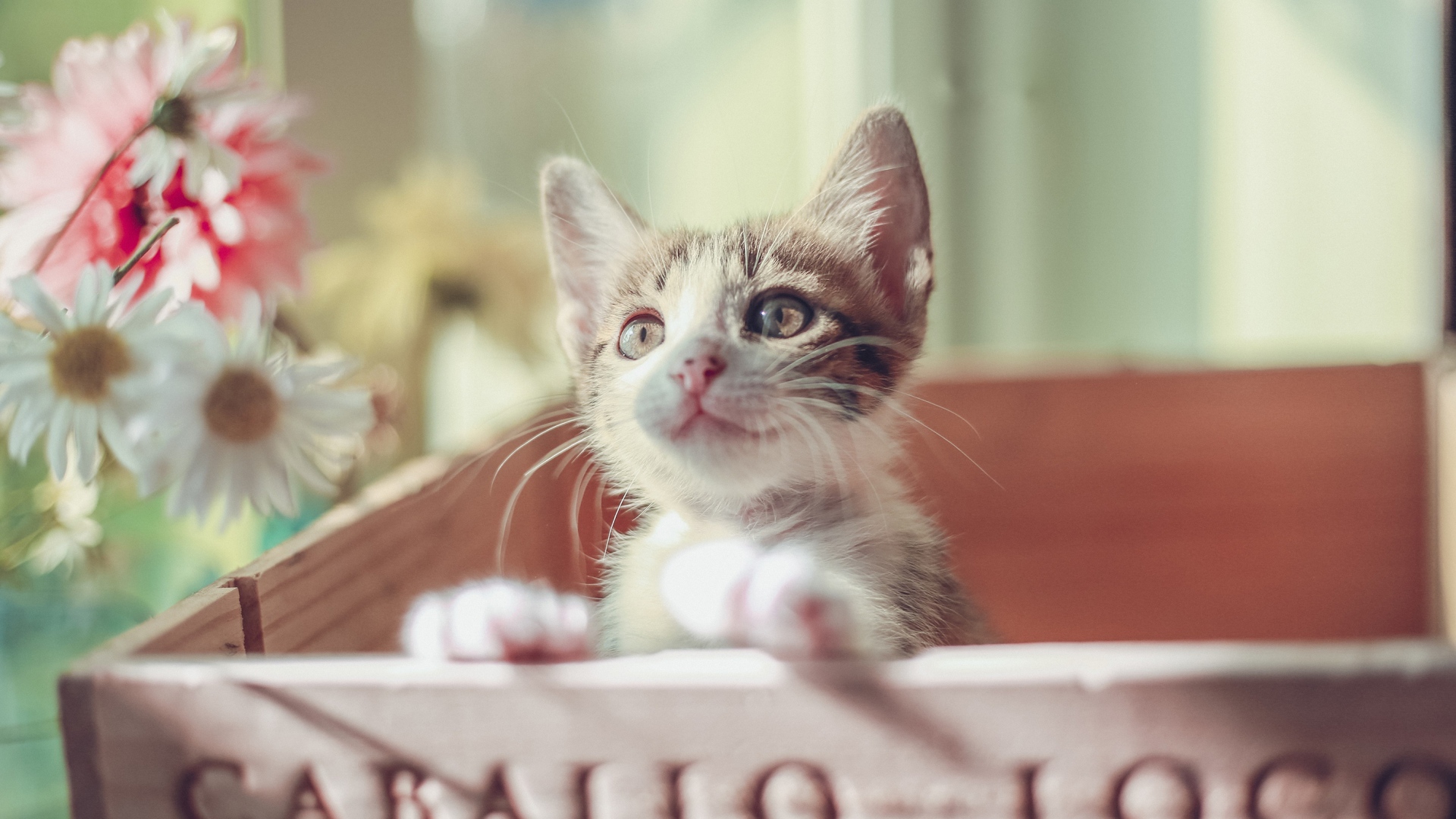 Маленький милый котенок в ящике 