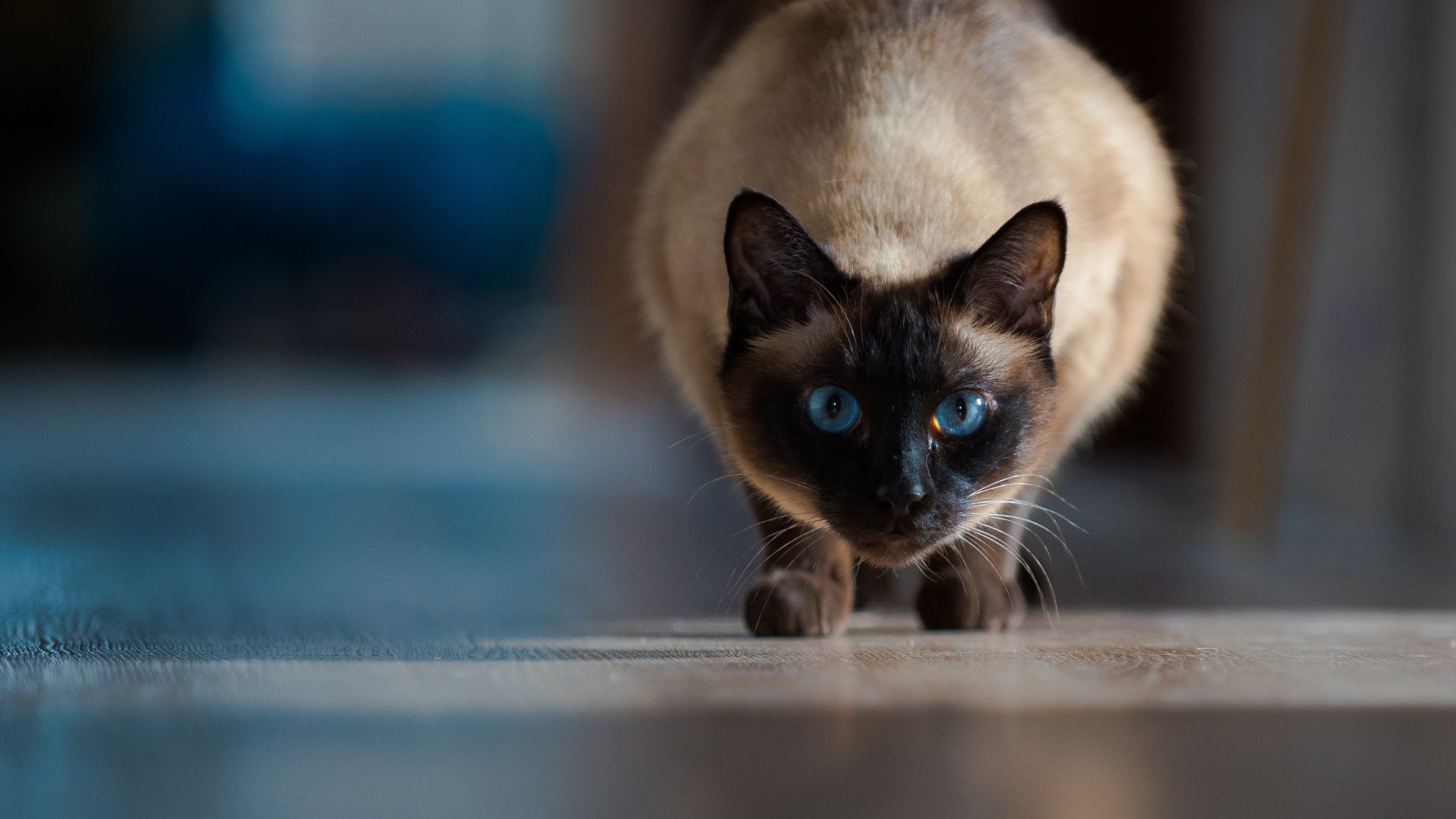 Красивый голубоглазый сиамский кот охотится 