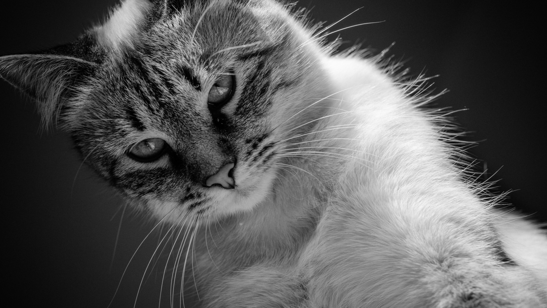 Красивый кот черно -белое фото 