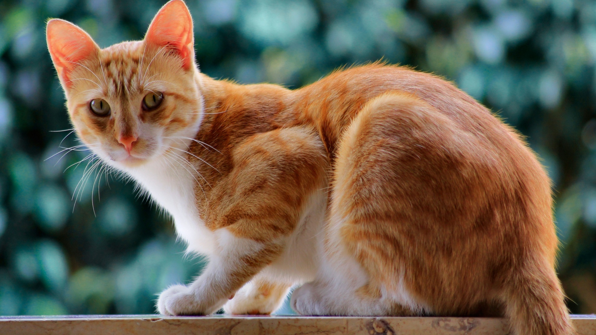 Красивый рыжий кот с длинными усами