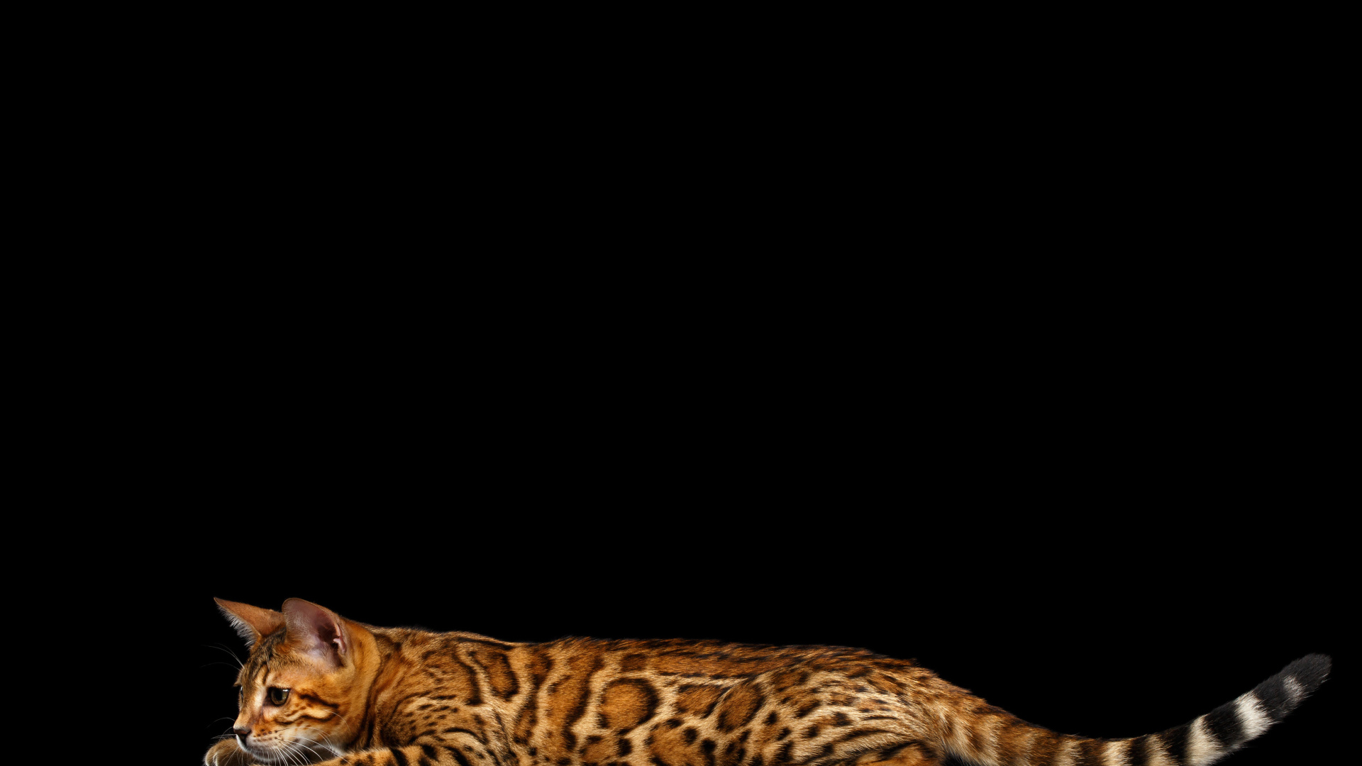 Бенгальская кошка на черном фоне