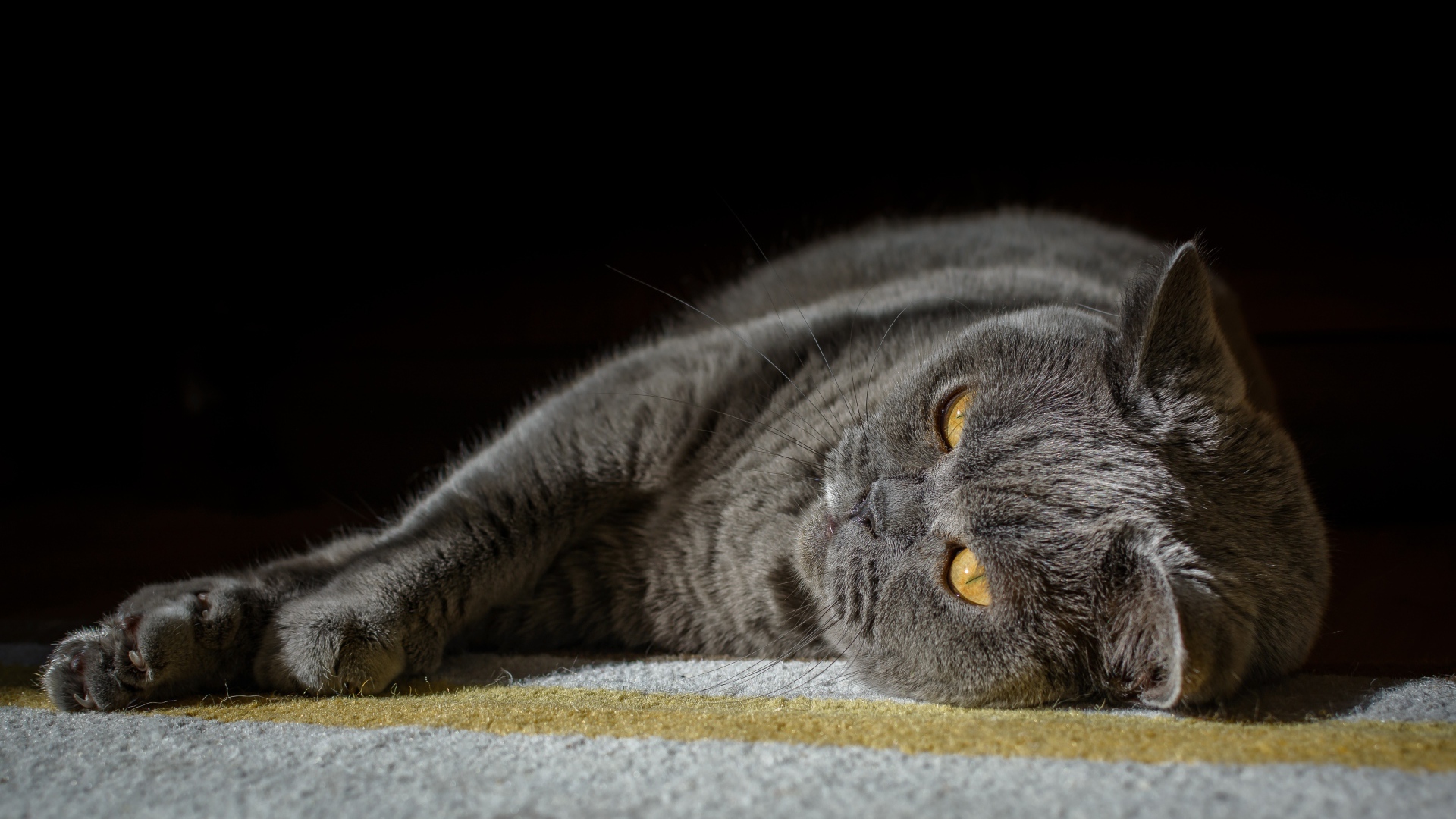 Британский кот лежит на ковру на черном фоне