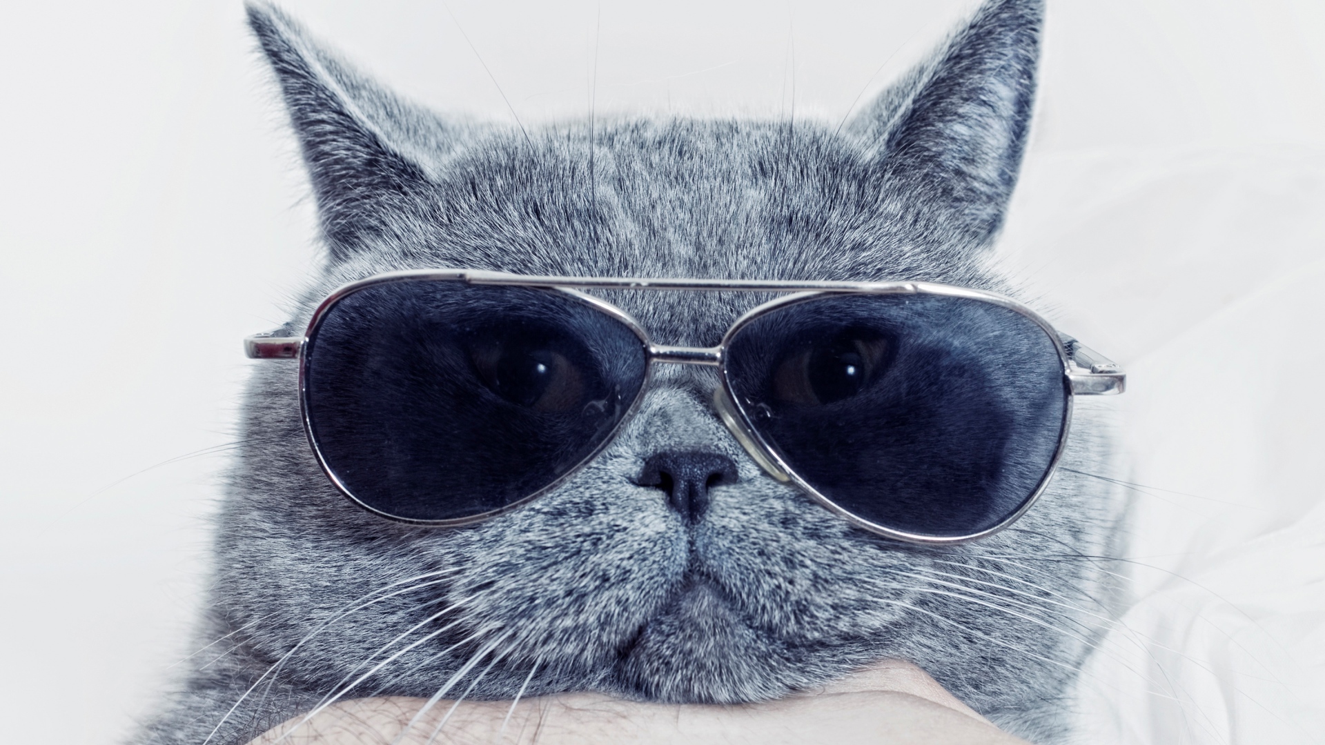 Британский кот в очках