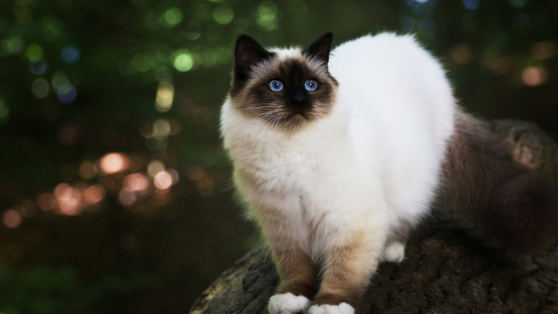 Бирманская кошка с голубыми глазами на дереве 