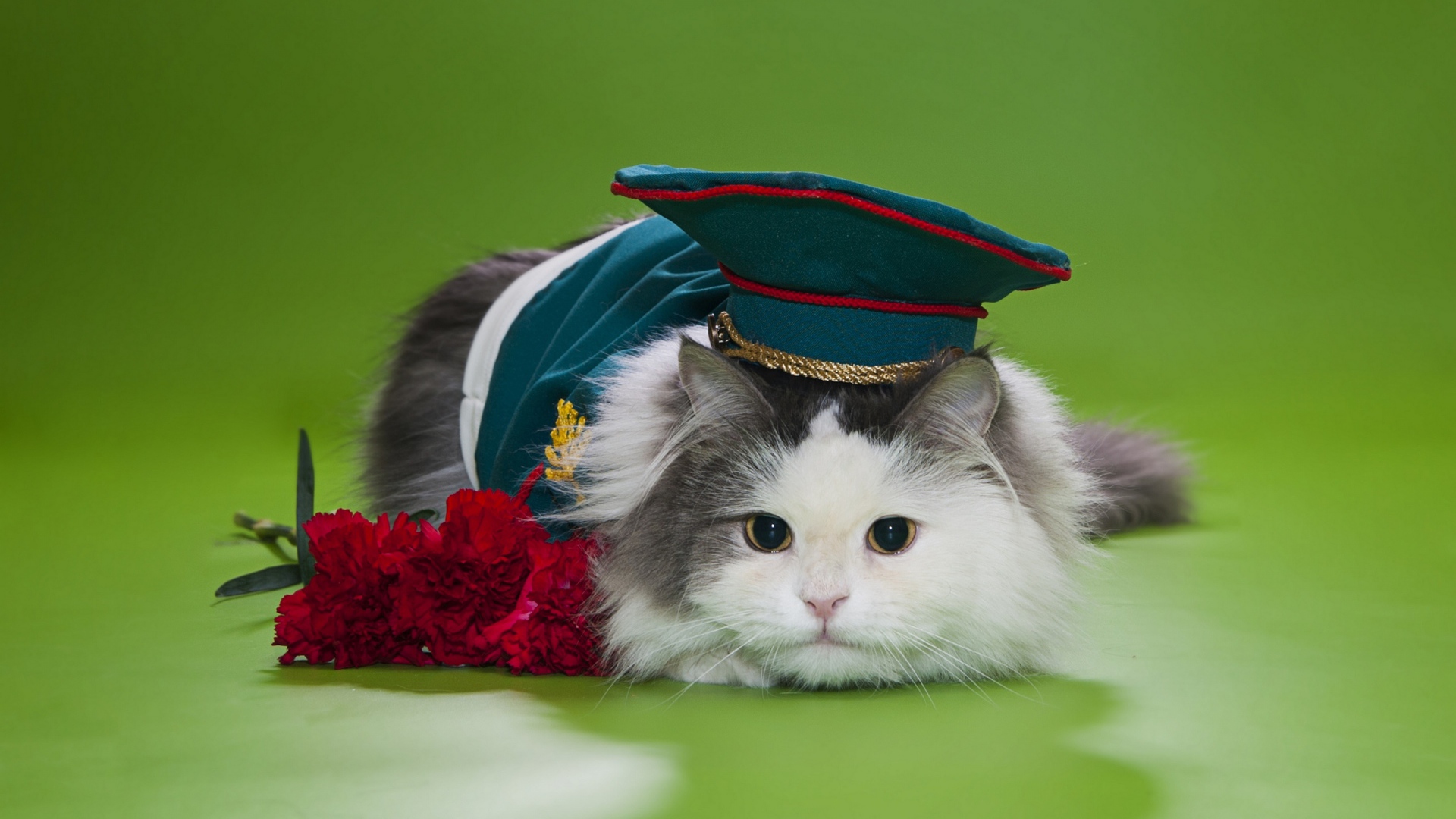 Кот в военной фуражке с красными гвоздиками