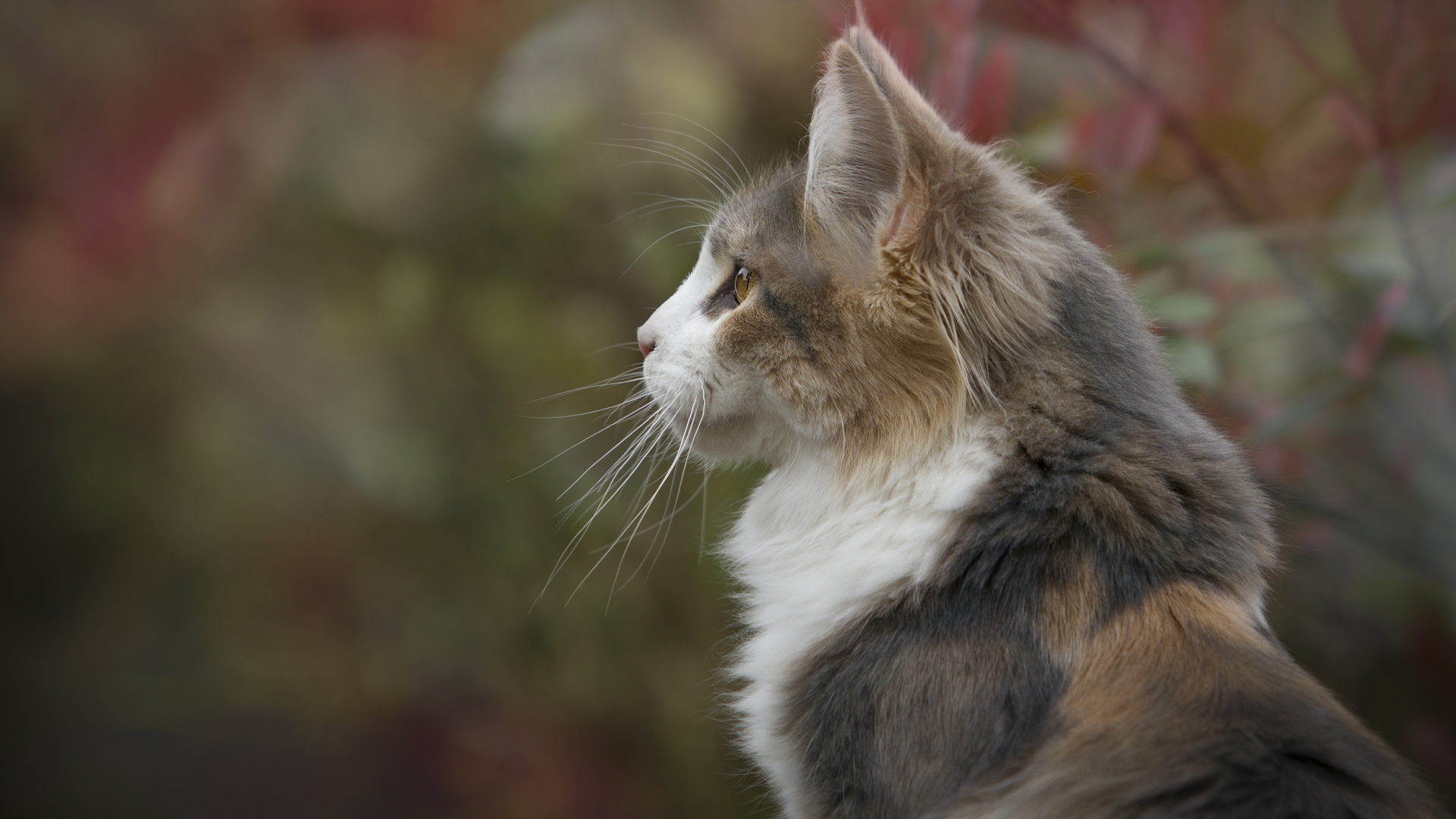 Кошка черепахового окраса вид сбоку 