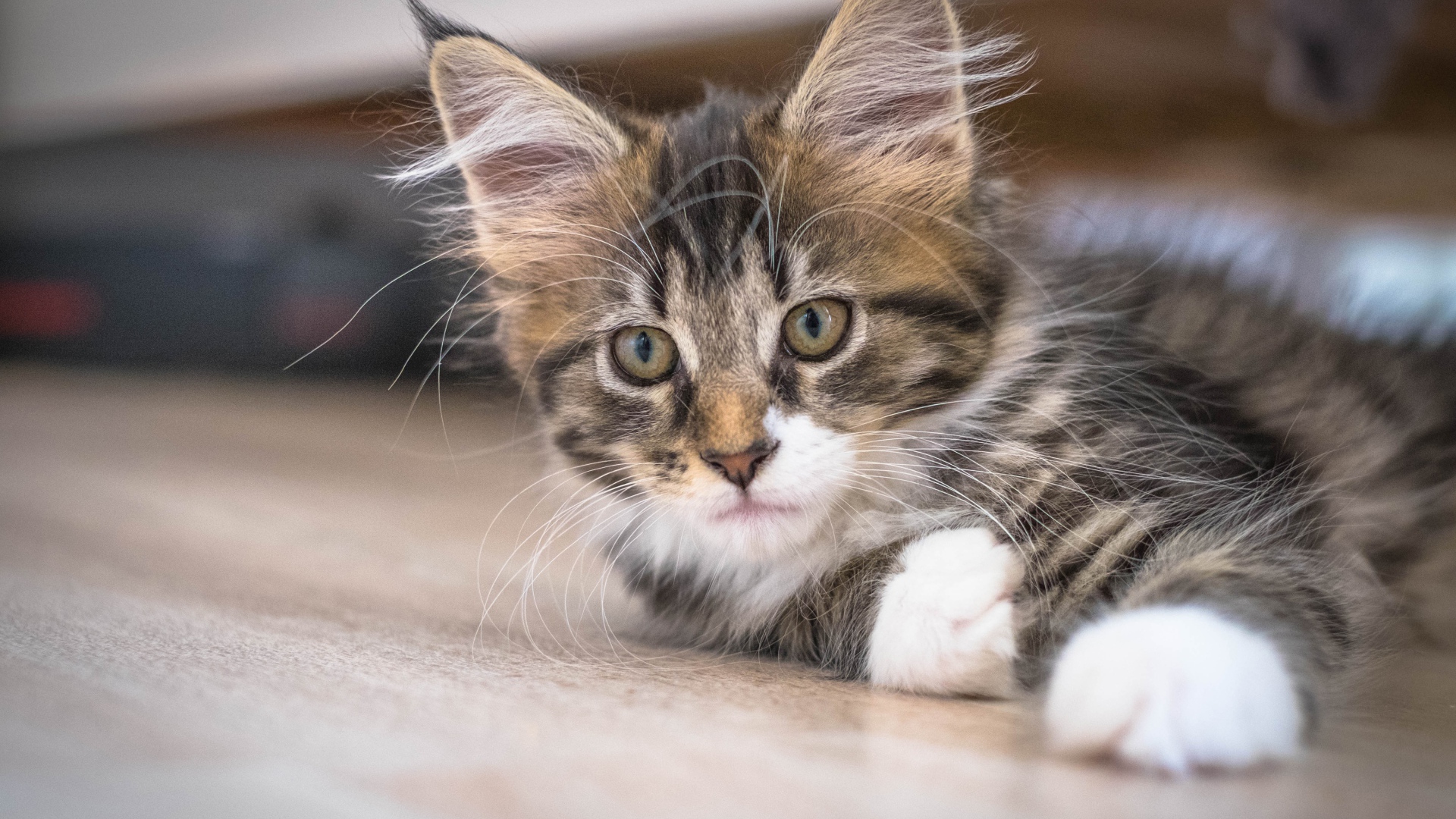 Дорогой породистый котенок мейн кун 