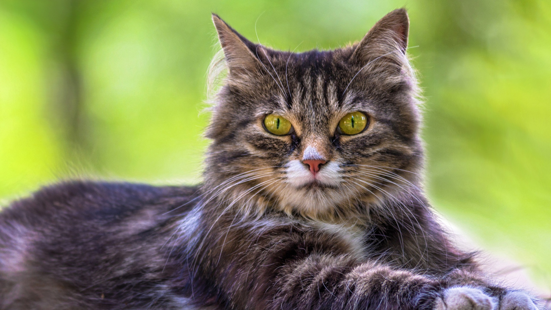 Недовольный серый кот с желтыми глазами 