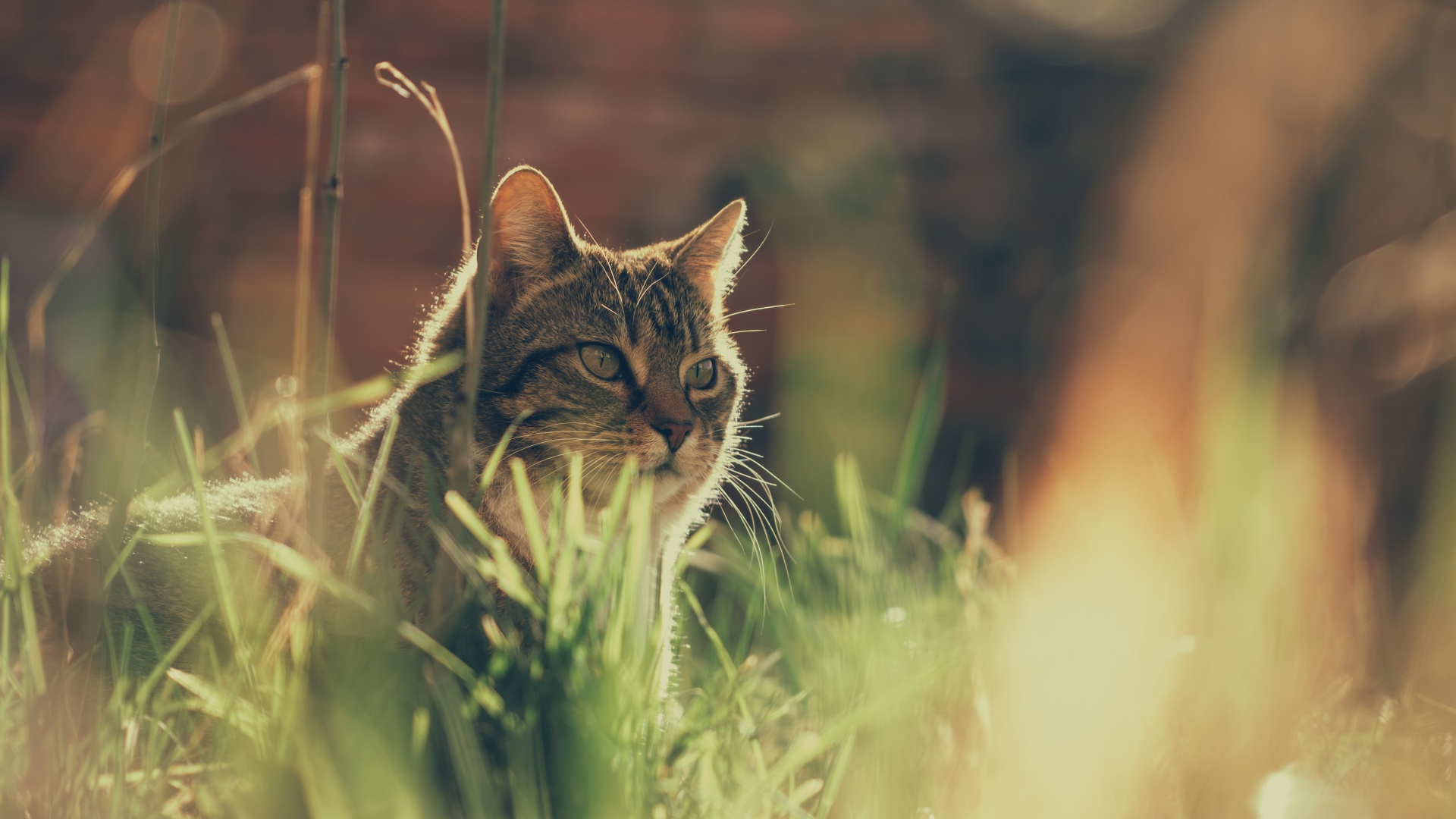 Недовольный серый кот в траве