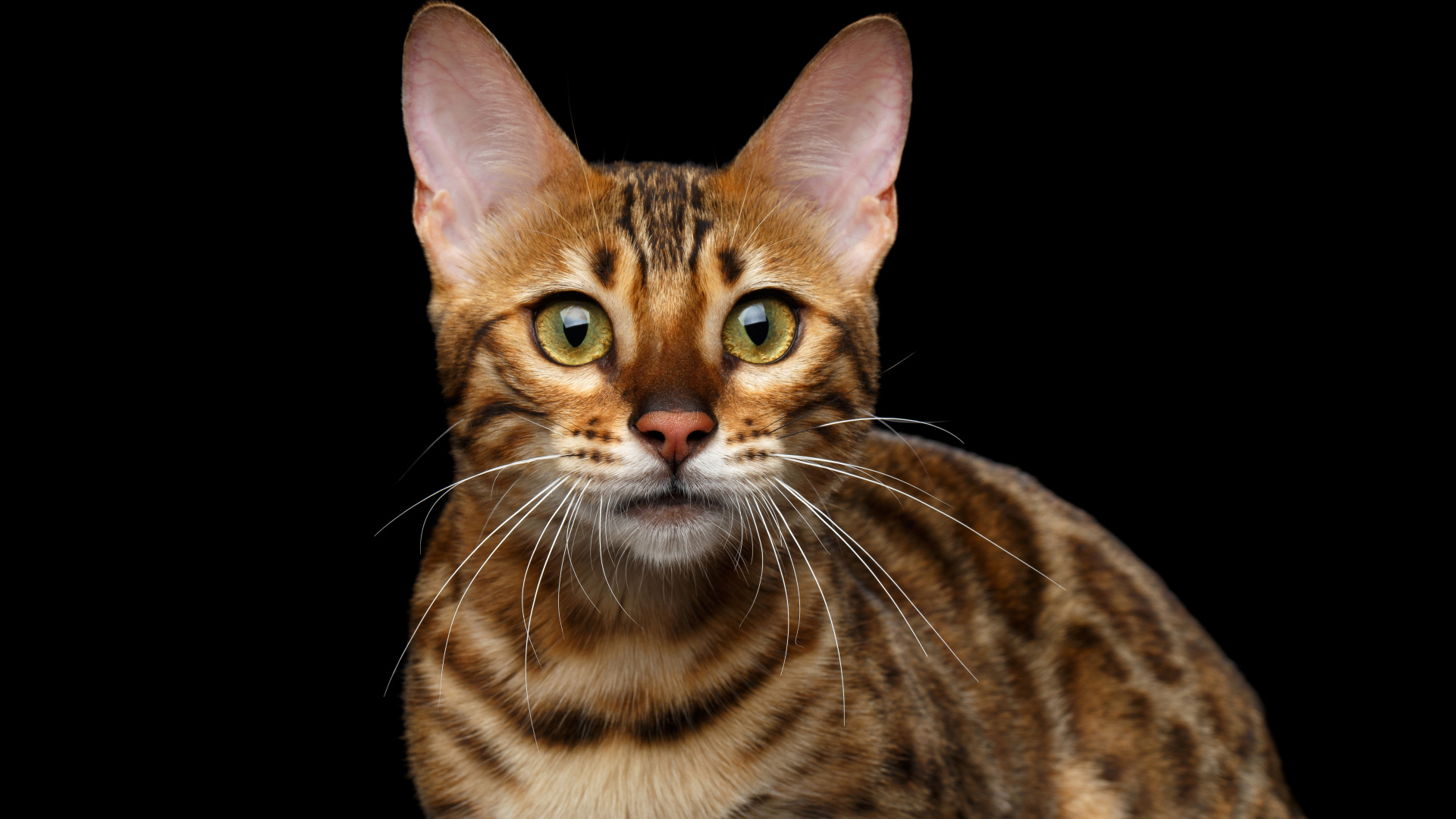 Дорогая Бенгальская кошка на черном фоне