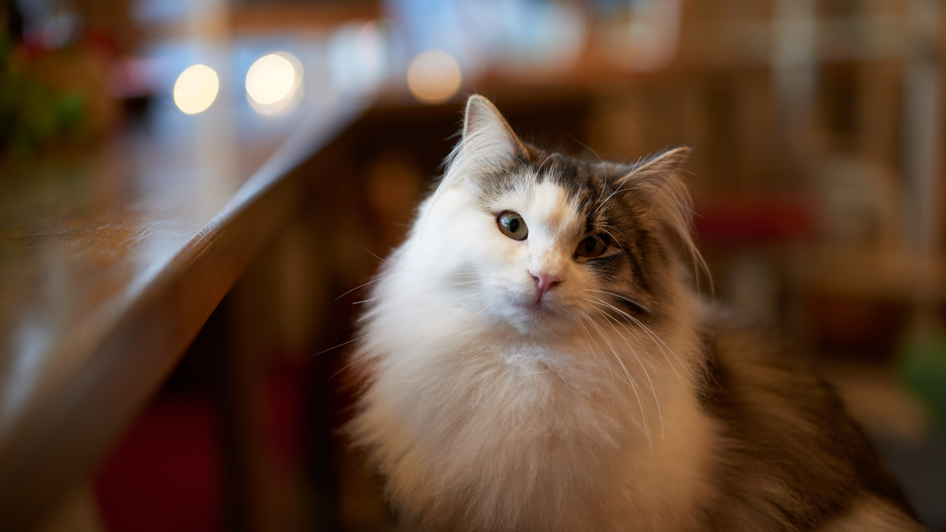 Пушистый красивый кот сидит у стола 