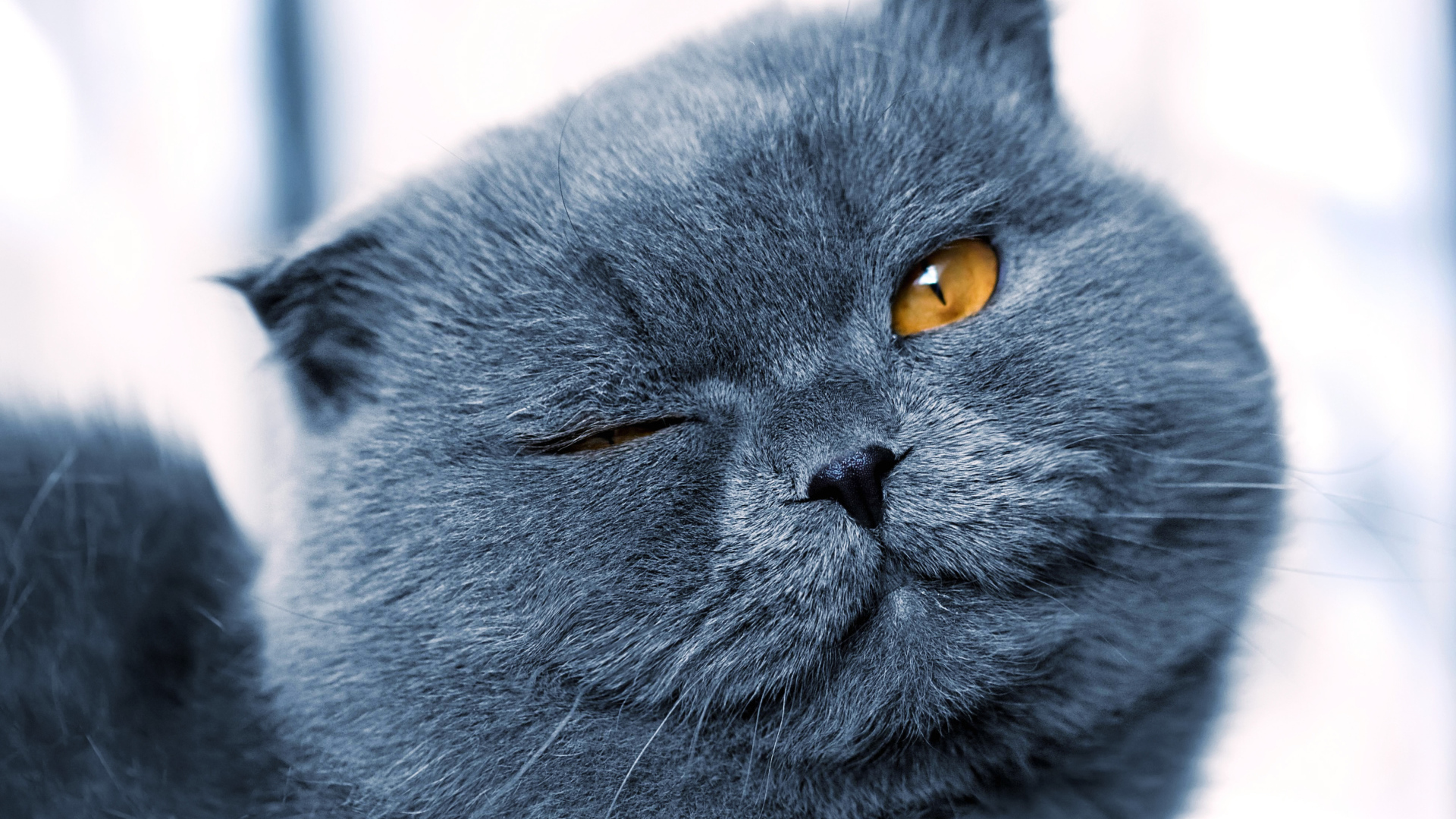 Серый британский кот подмигивает глазом 