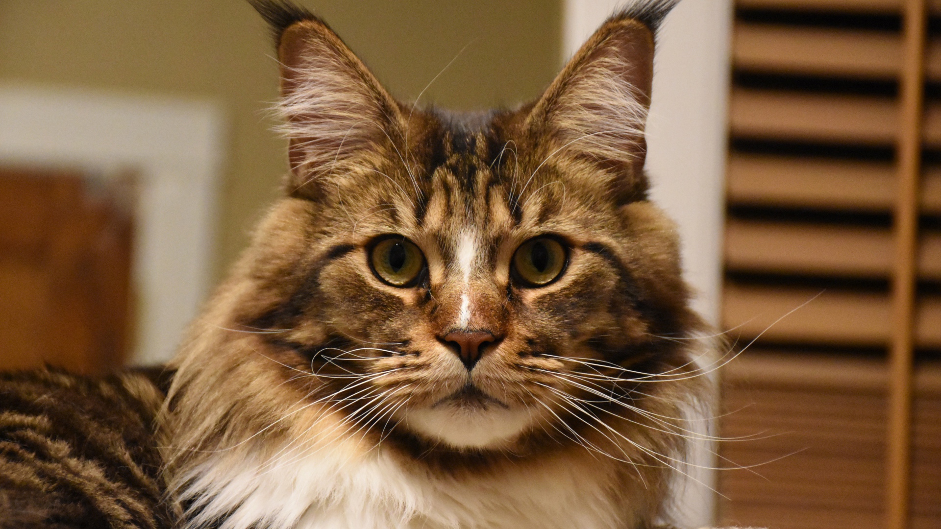 Серый красивый кот мейн кун крупным планом 