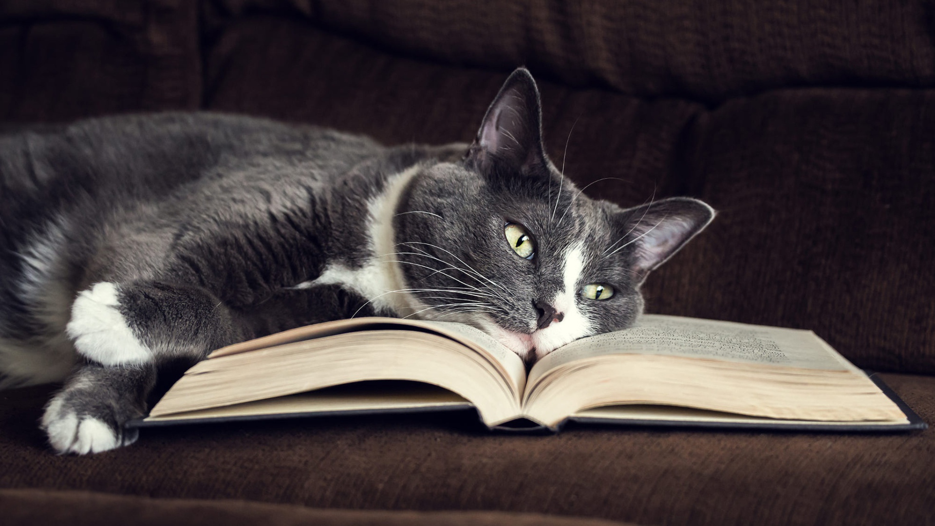 Серый кот лежит на книге на диване