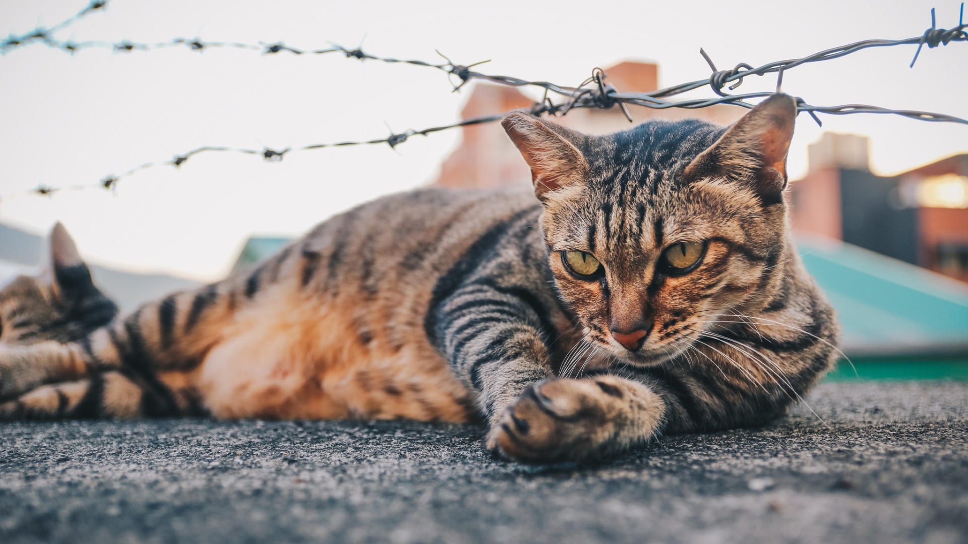 Серый кот лежит под колючей проволокой