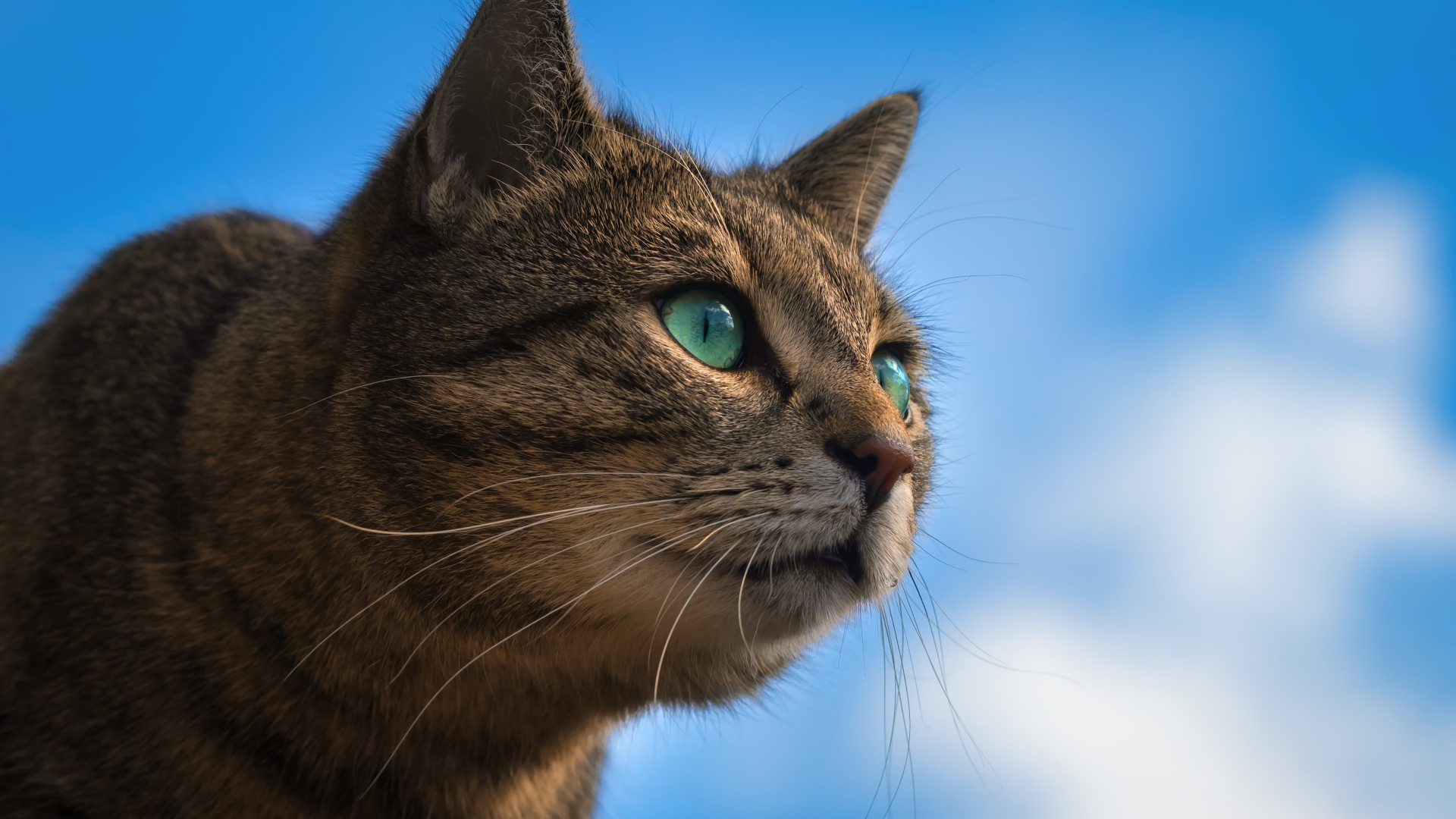 Серый зеленоглазый кот на фоне голубого неба