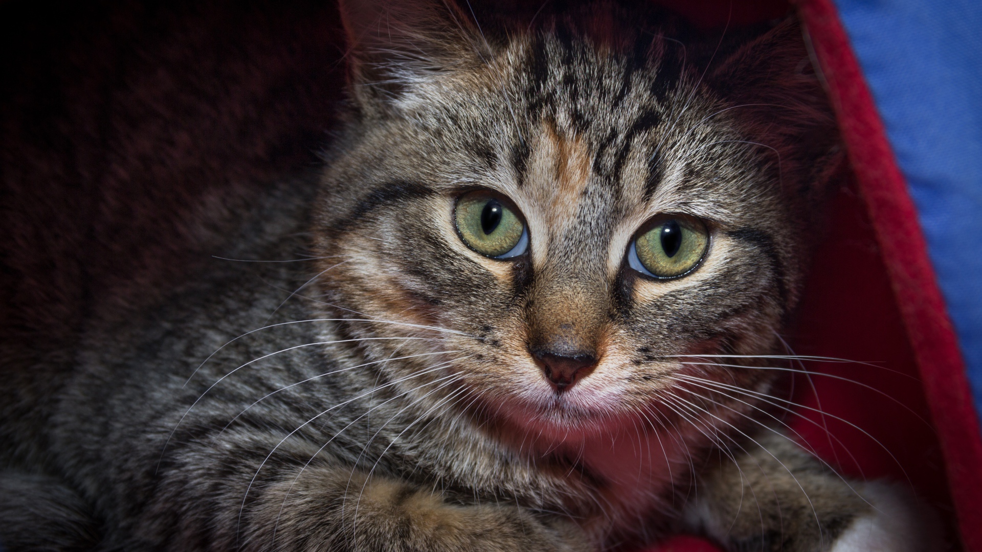 Серый зеленоглазый кот лежит под одеялом