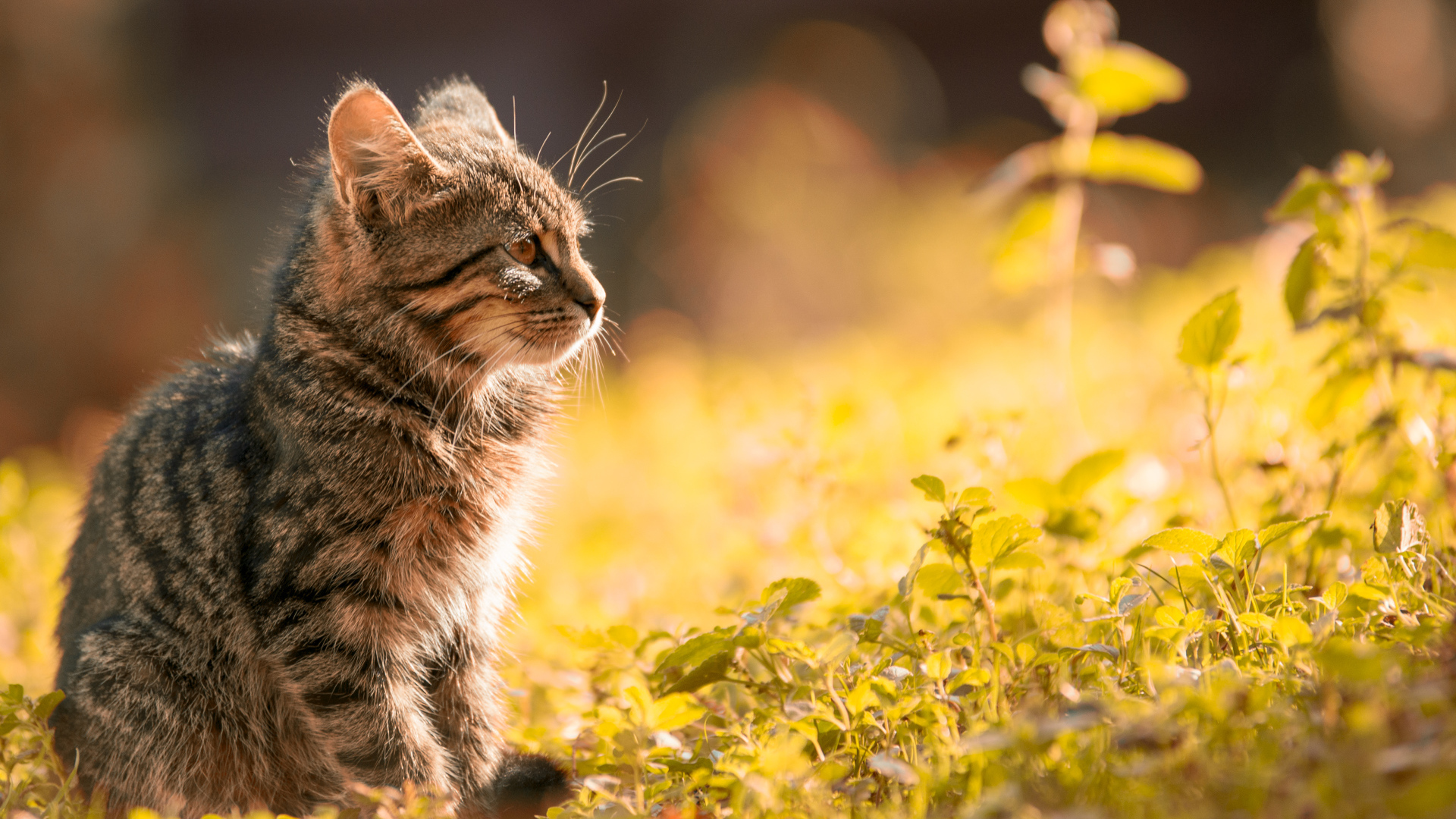 Серый котенок сидит на траве в лучах солнца