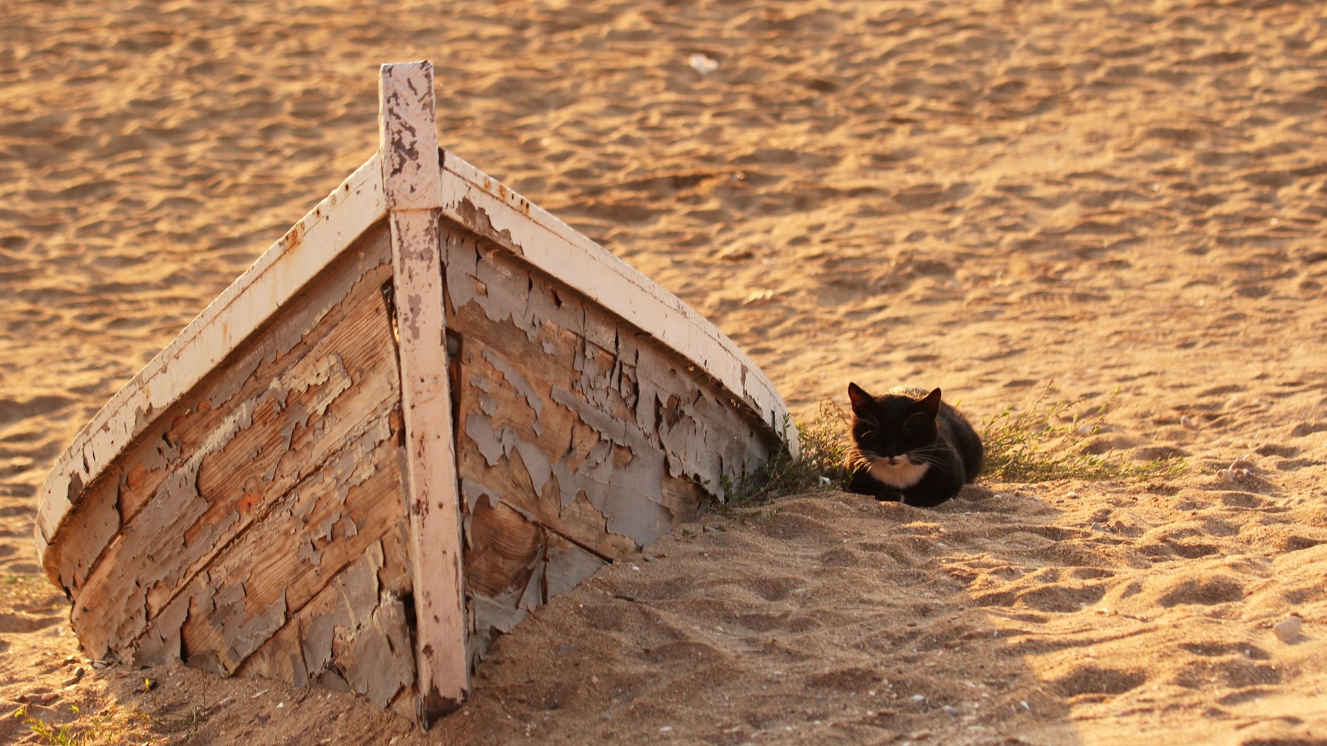 Маленький черный котенок на песке у старой лодки