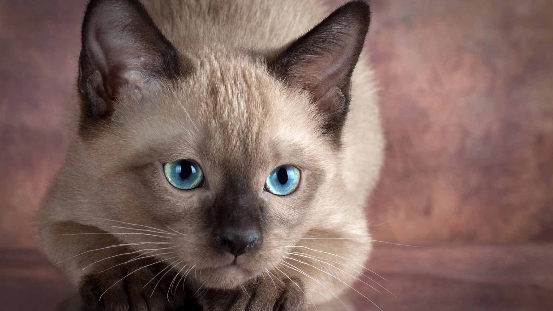 Маленький голубоглазый сиамский котенок