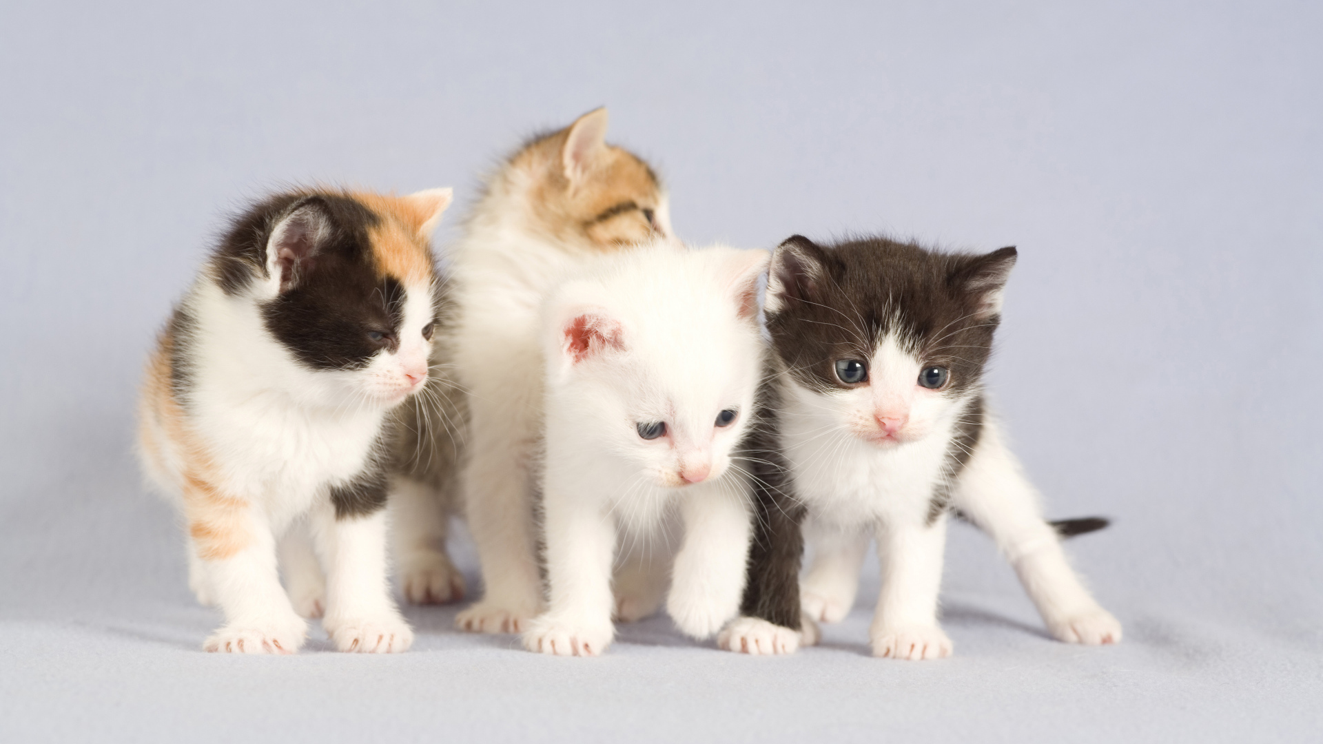 Маленькие милые котята на сером фоне
