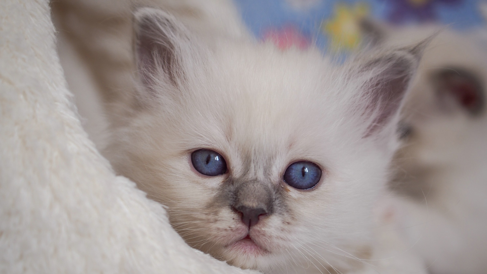 Маленький милый голубоглазый котенок