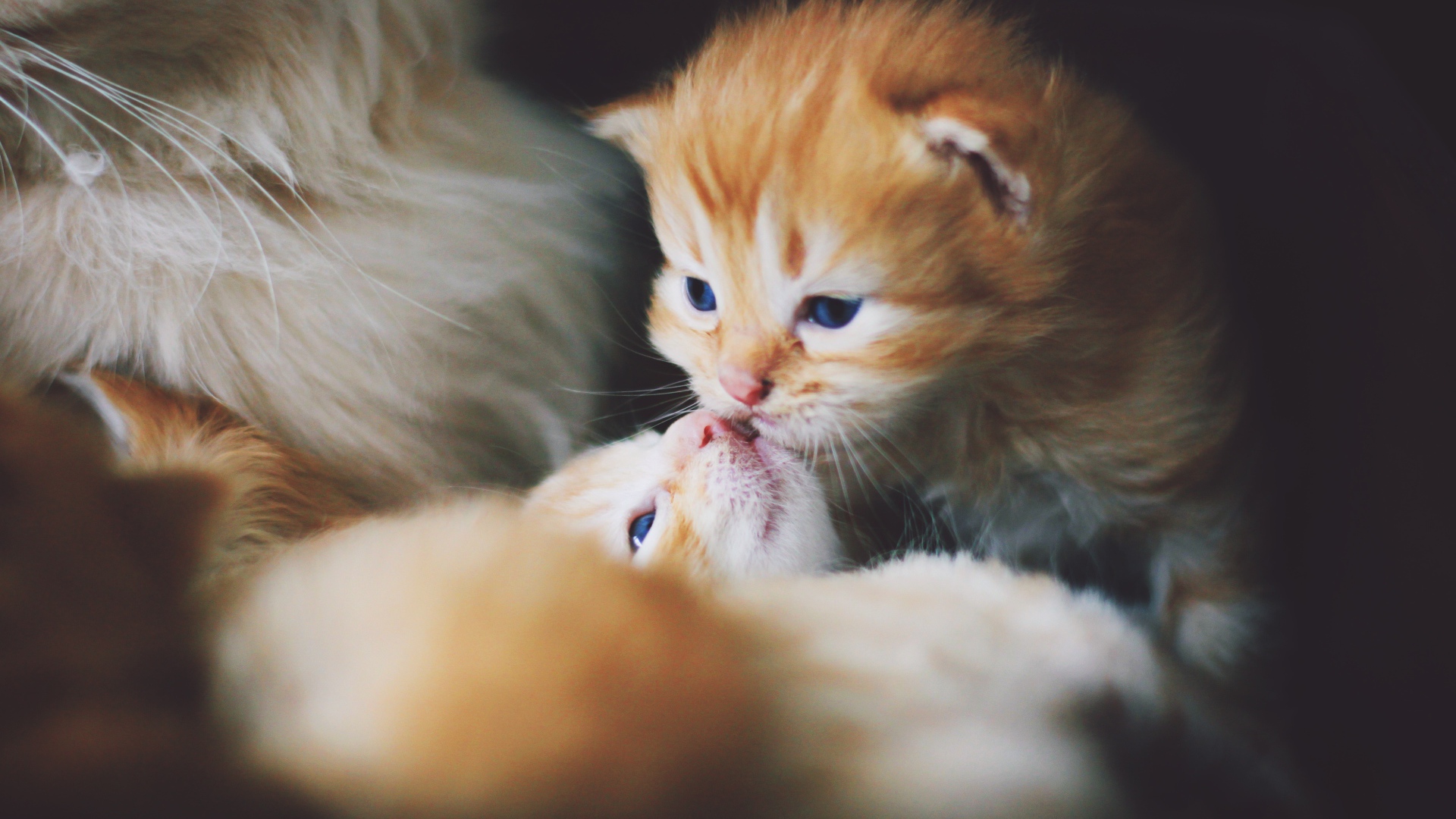 Маленькие милые рыжие котята