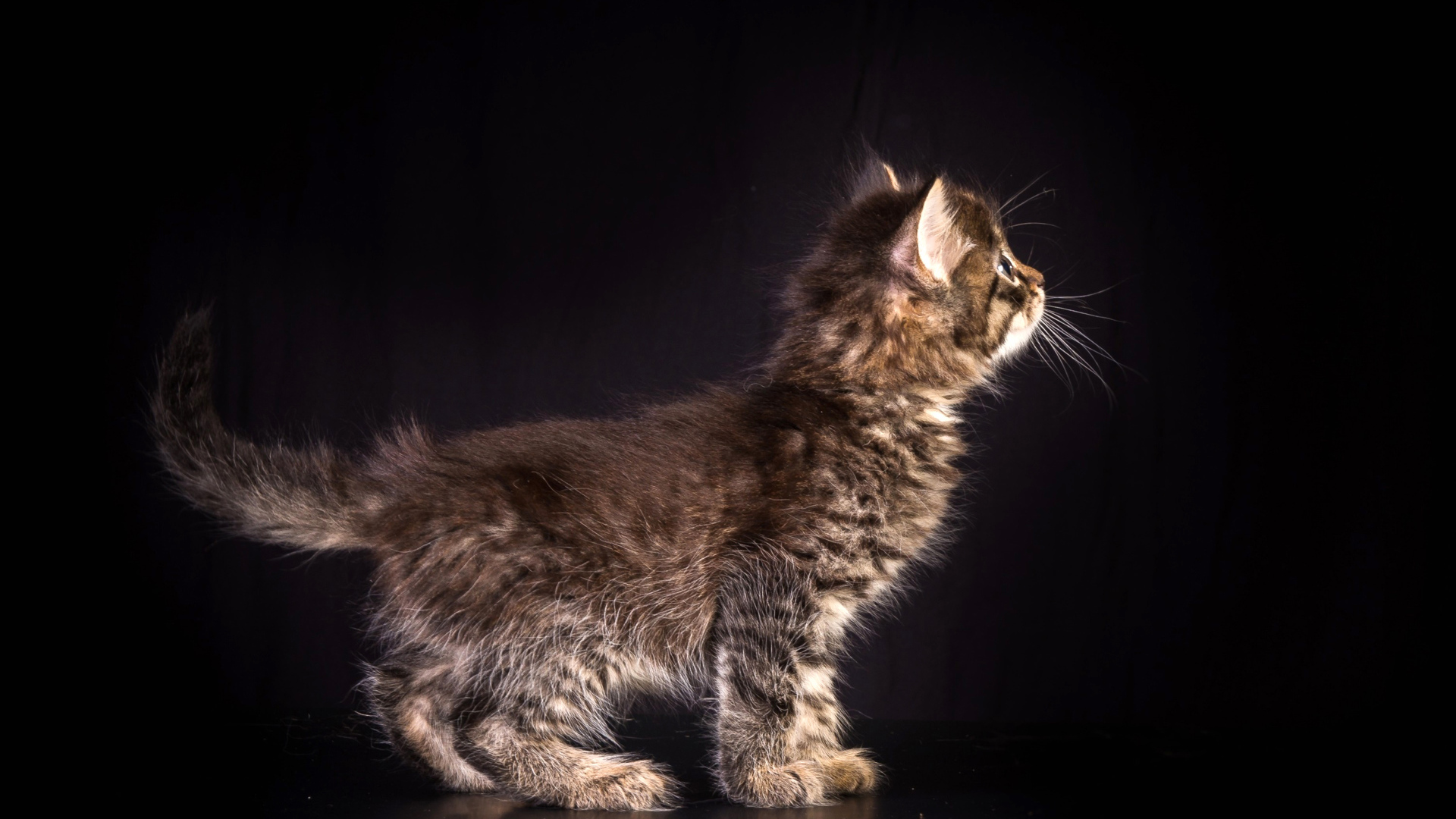 Маленький пушистый серый котенок на черном фоне