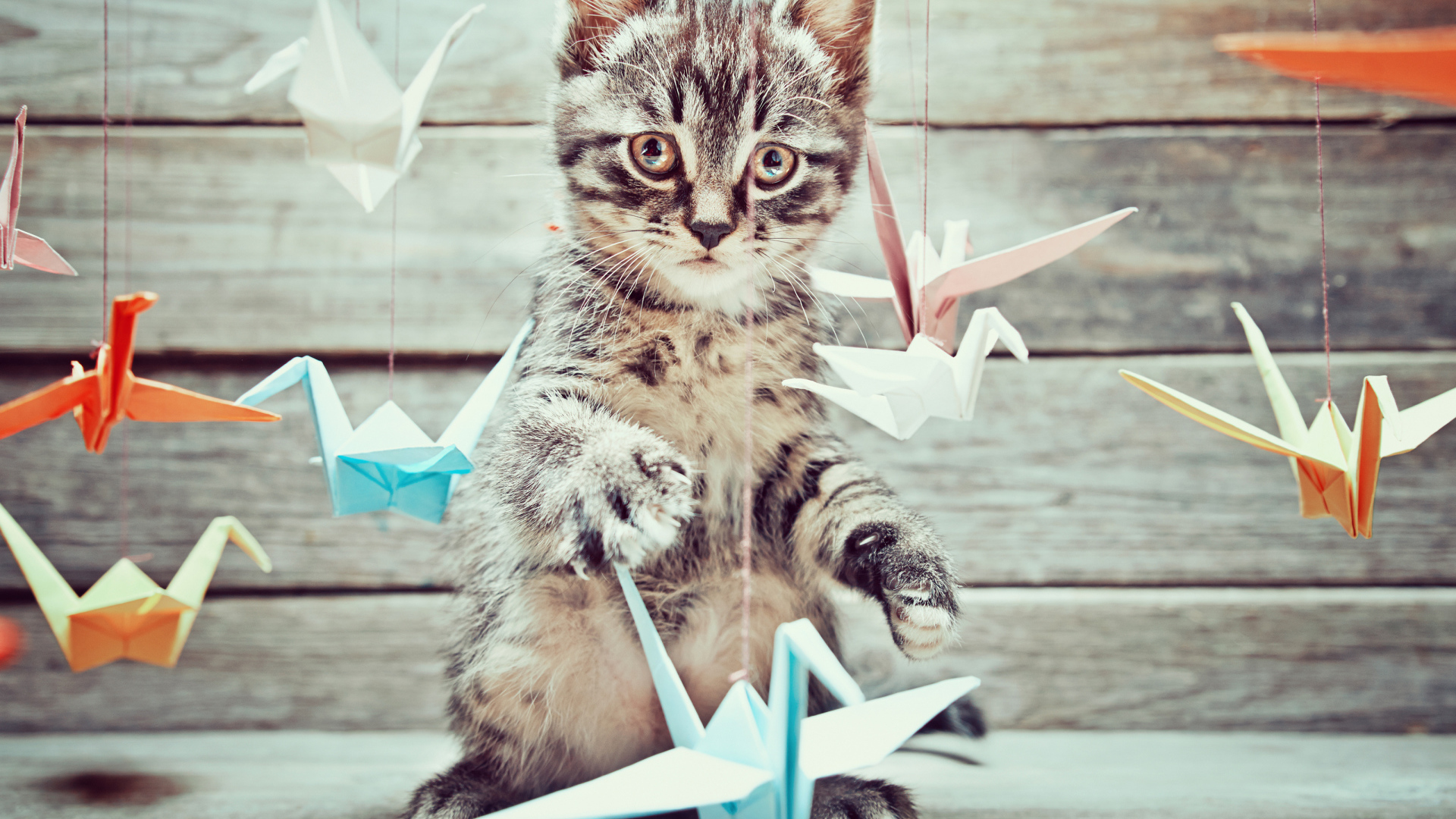 Маленький серый котенок с бумажными игрушками