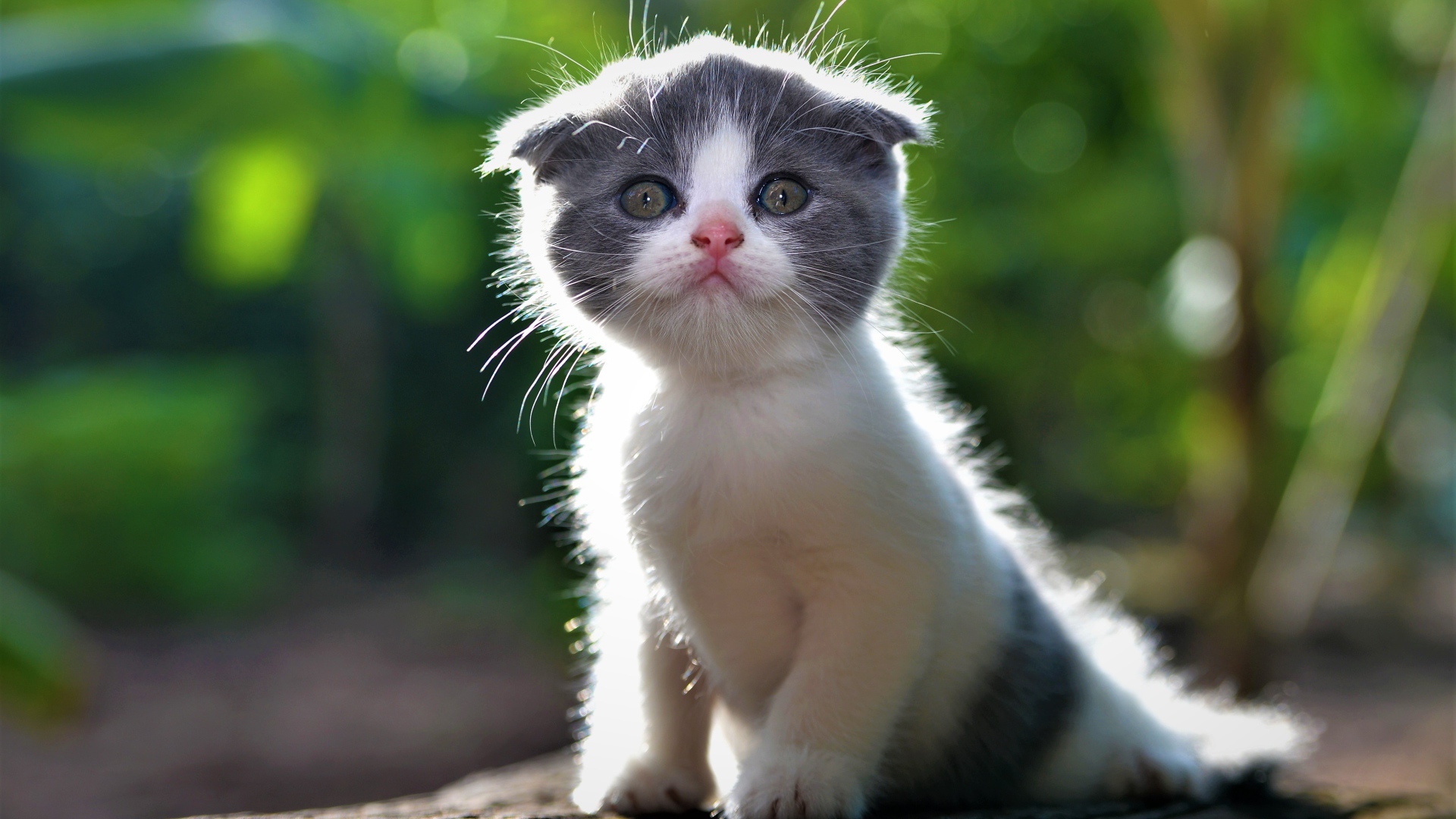 Маленький вислоухий серо-белый котенок