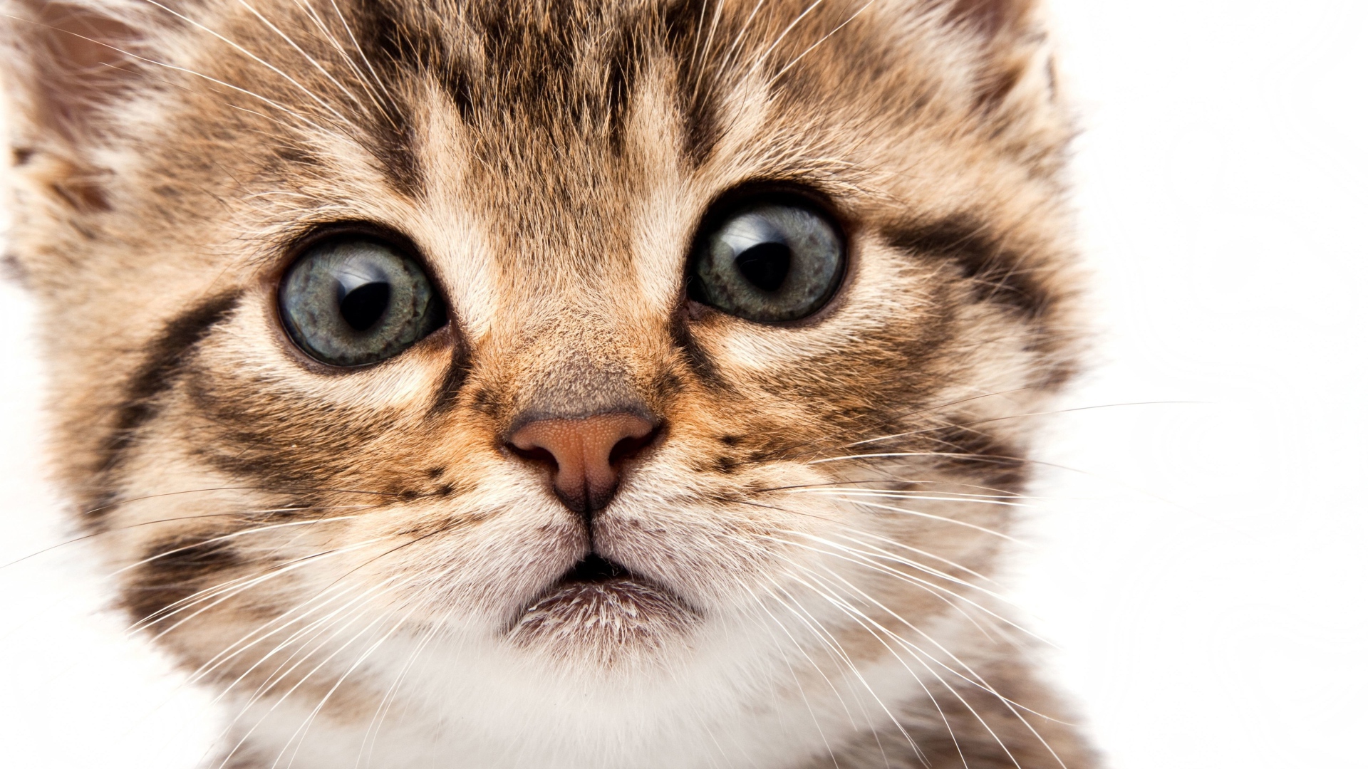 Морда маленького милого котенка на белом фоне крупным планом