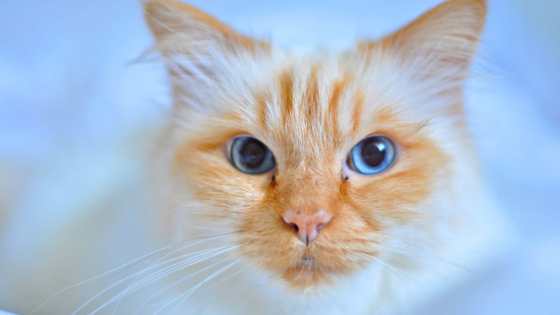 Морда рыжей голубоглазой кошки