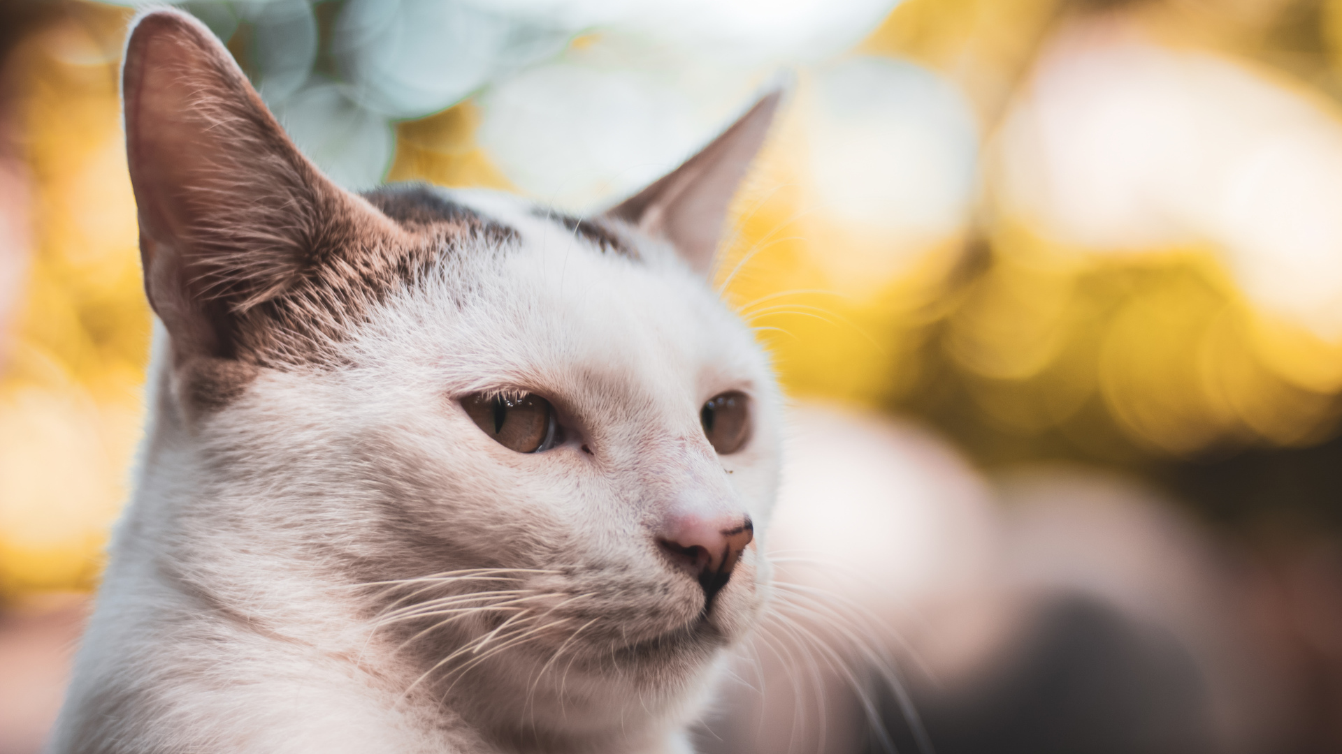 Морда белого кота крупным планом 