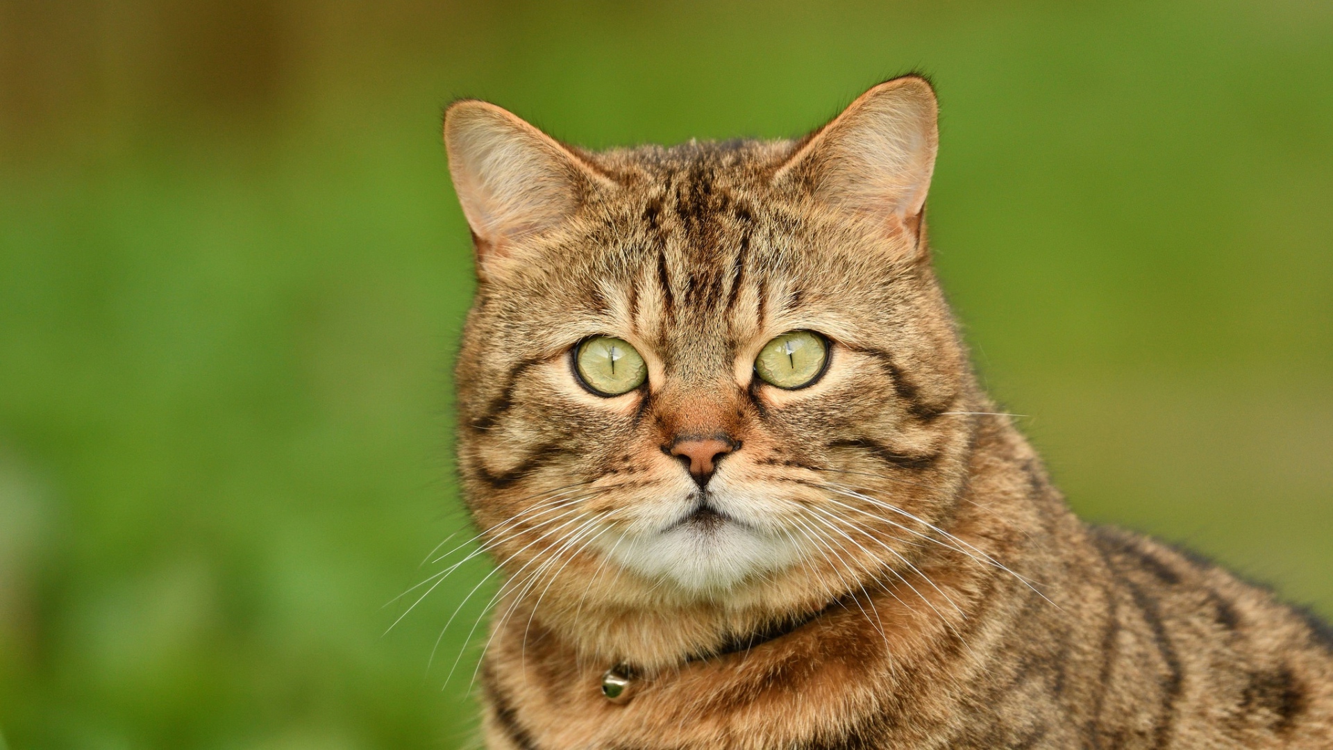 Морда породистого серого кота крупным планом 