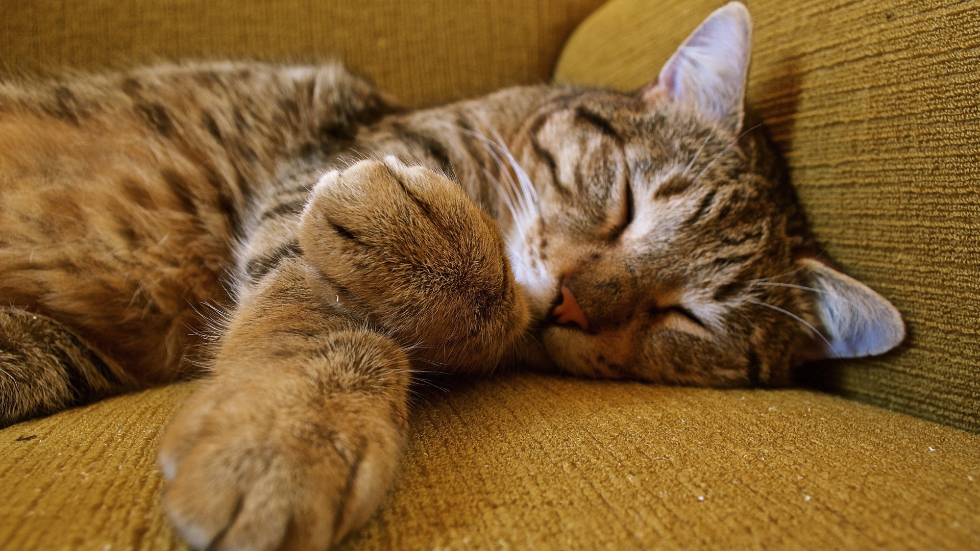 Милый серый кот спит на диване