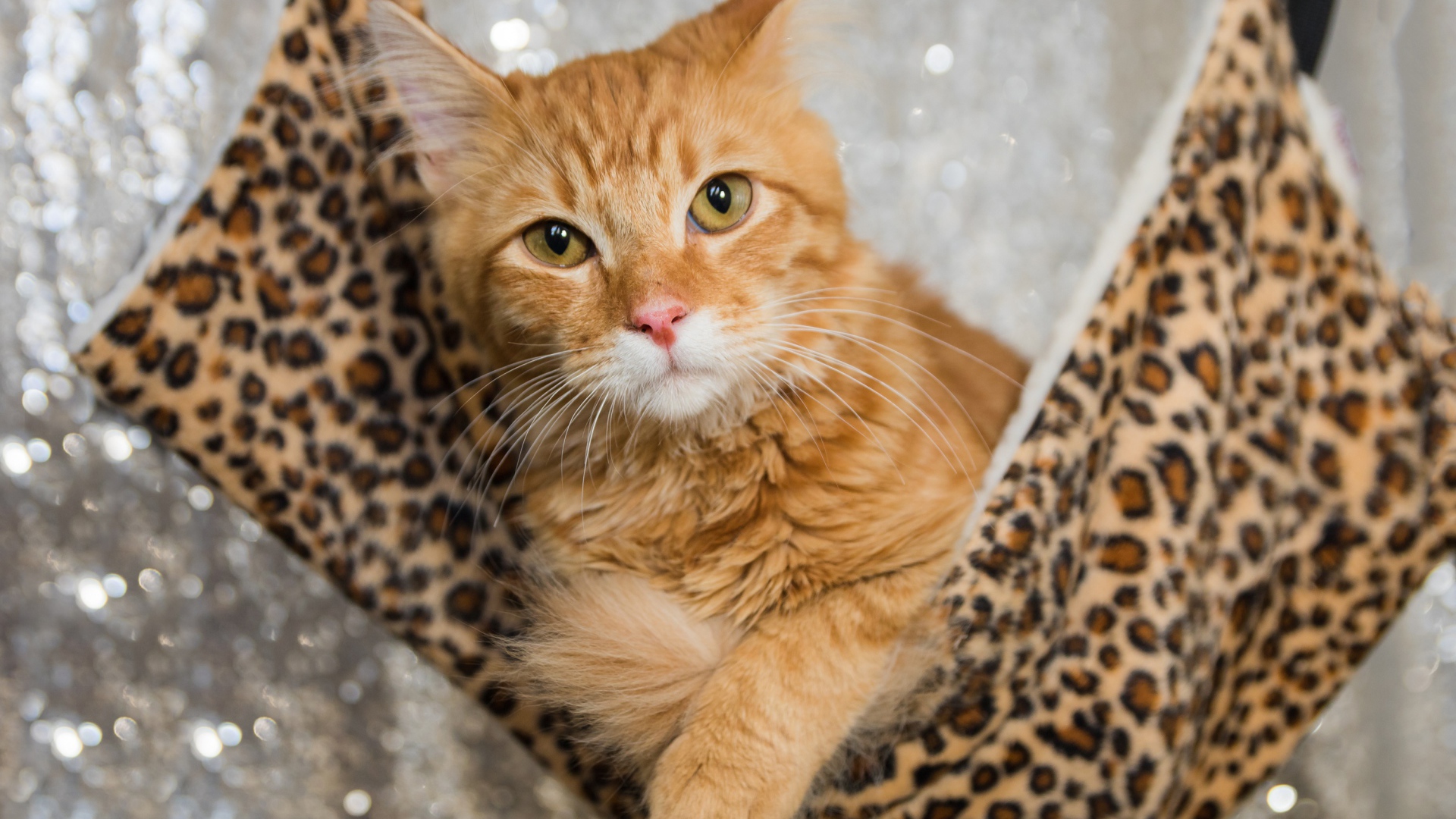 Рыжий красивый кот в гамаке 