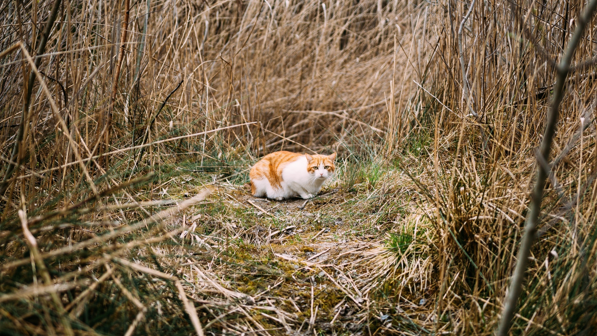 Рыже-белый испуганный кот в траве