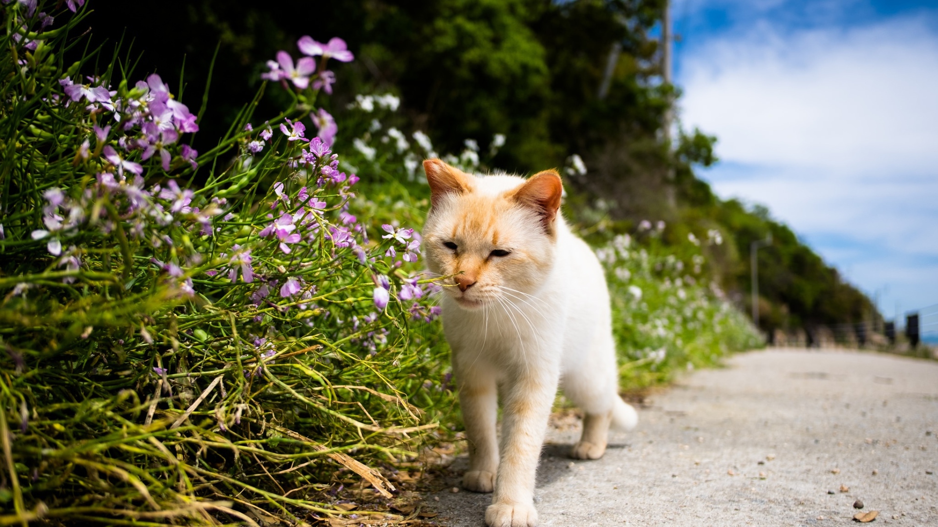 Рыжий кот рядом с цветами у дороги 